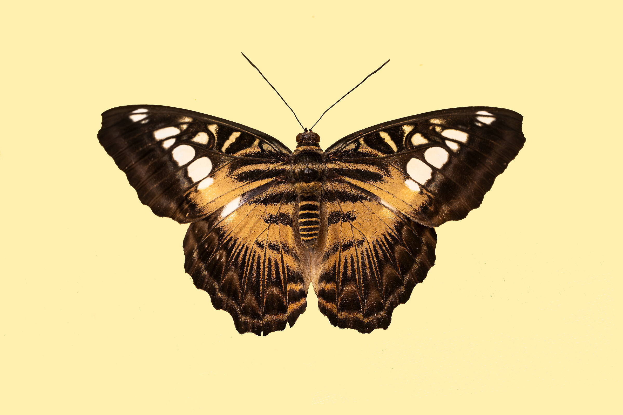 Parthenos sylvia