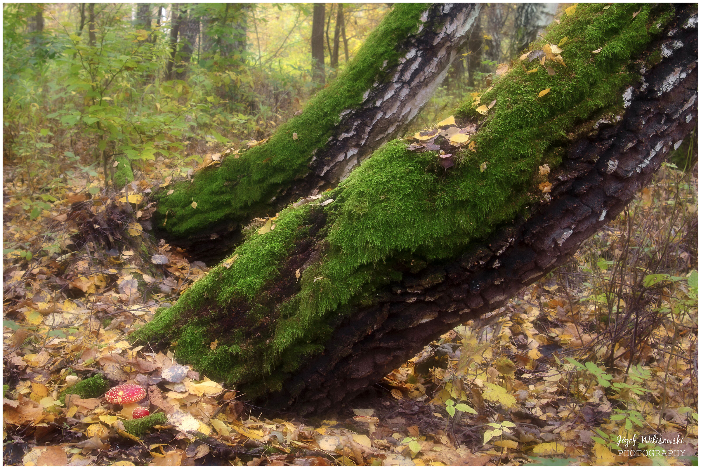 SMC Pentax F 24-50 /4