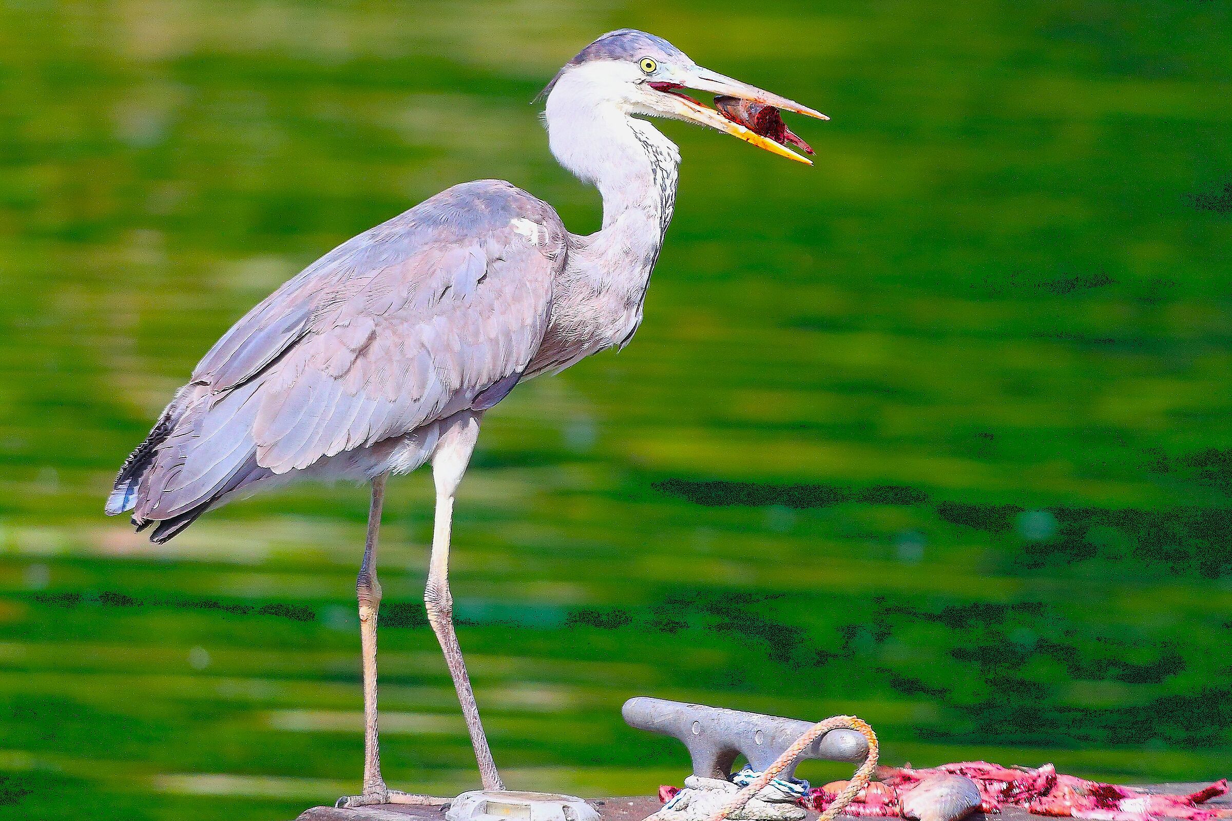 Cenerino maggio 2025 - 9999_62