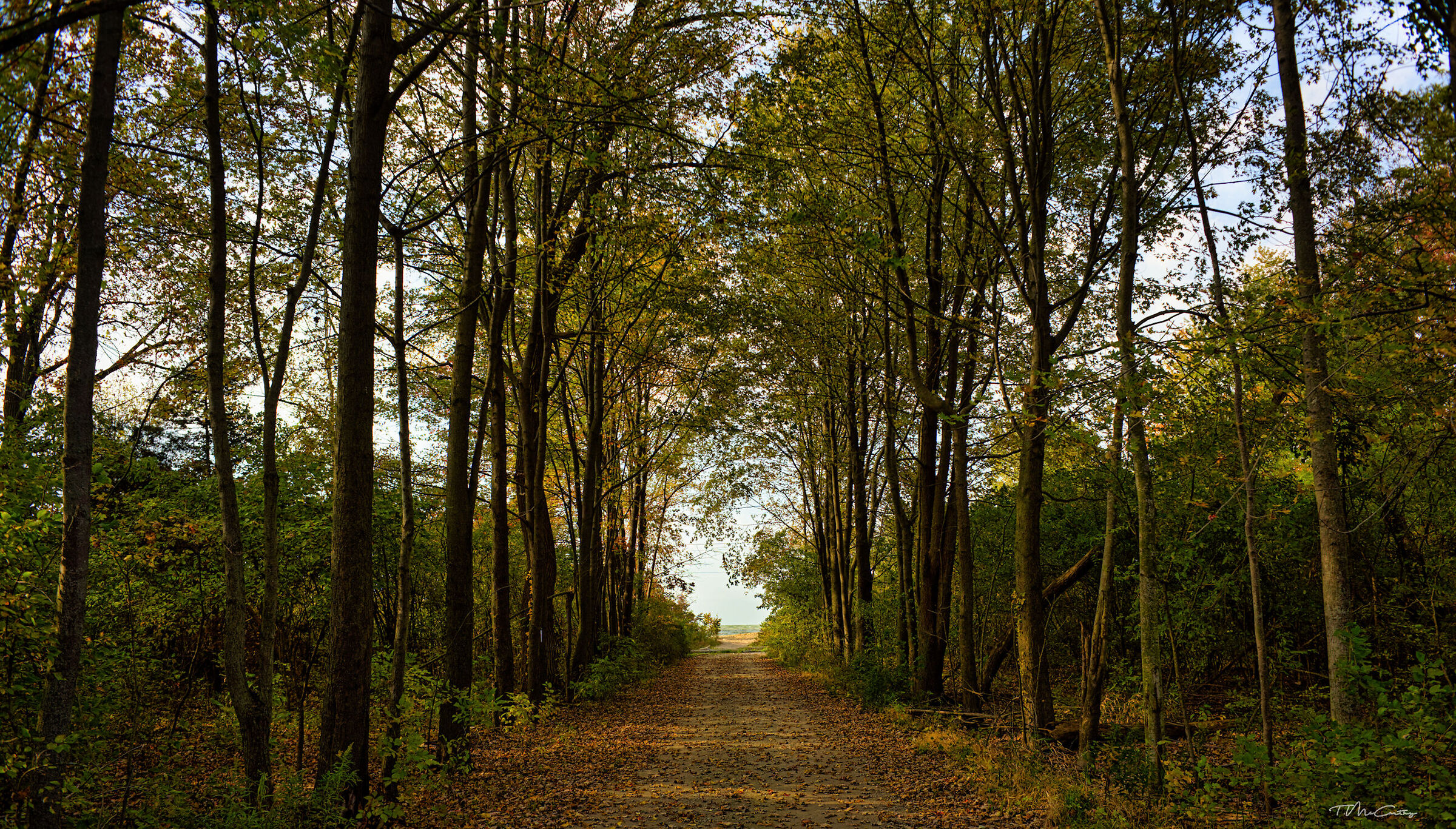 Sentiero per la spiaggia