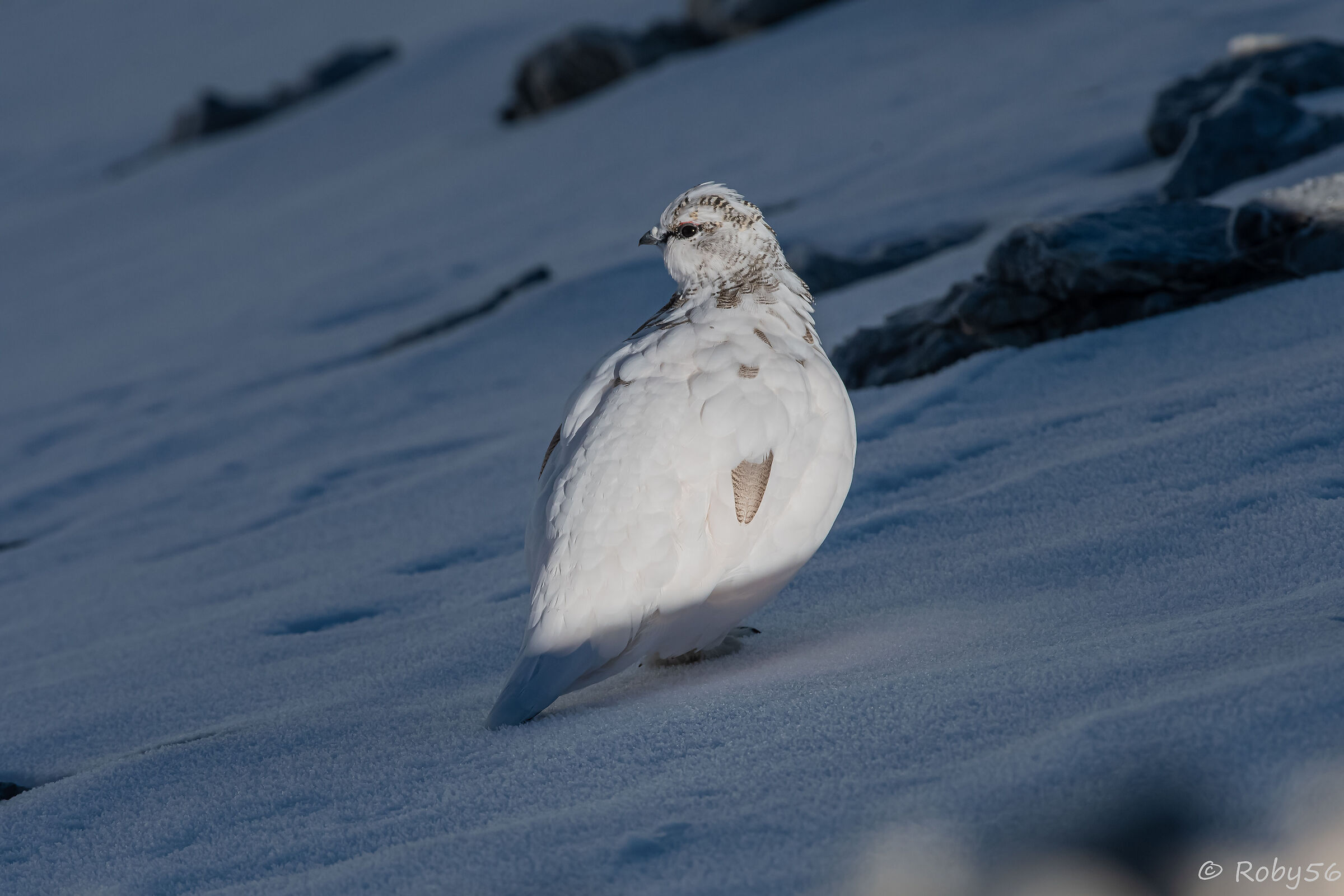 At the first ray of sunshine ..