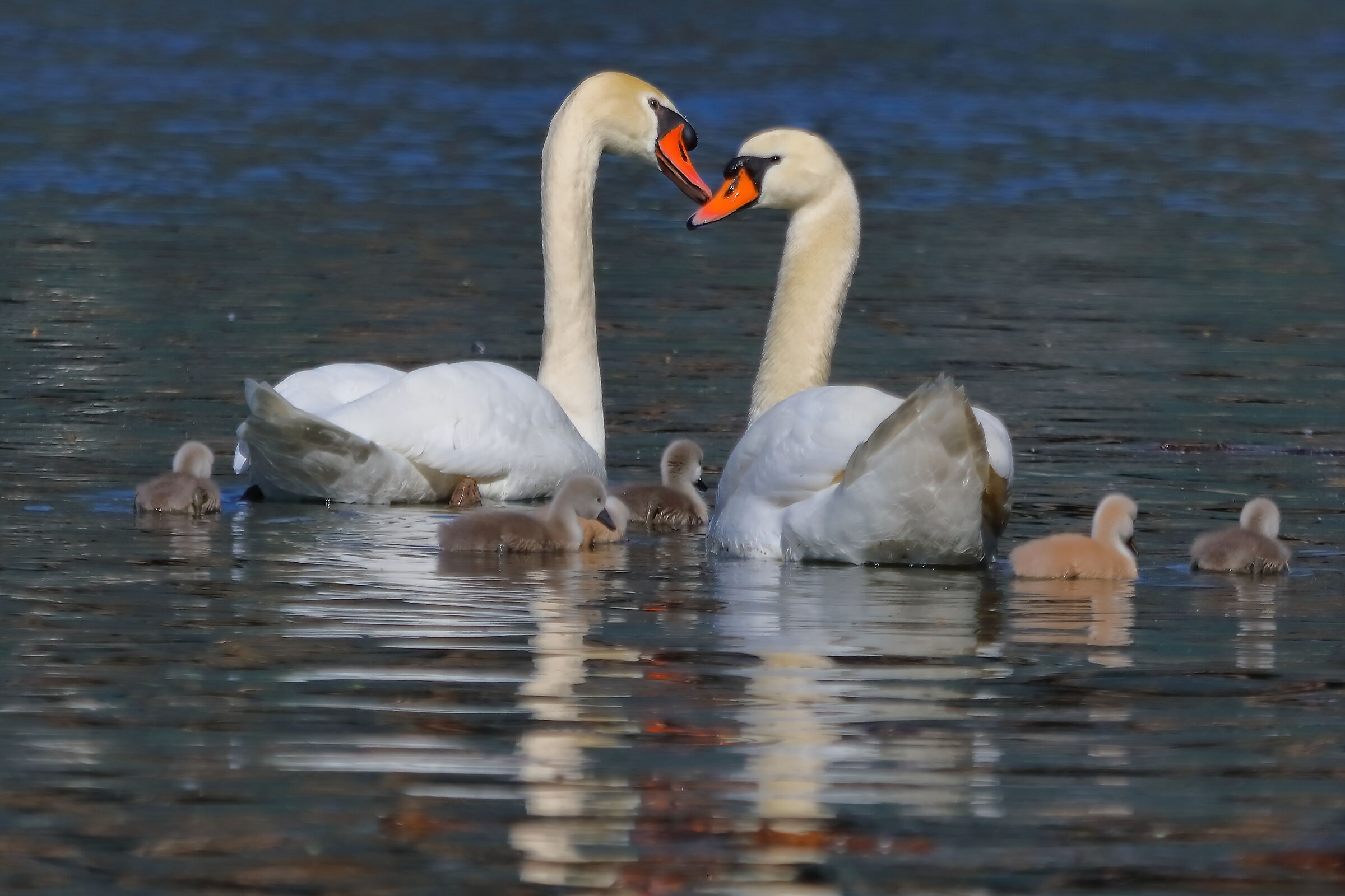 Cigni R 02 maggio 2025 - 0128