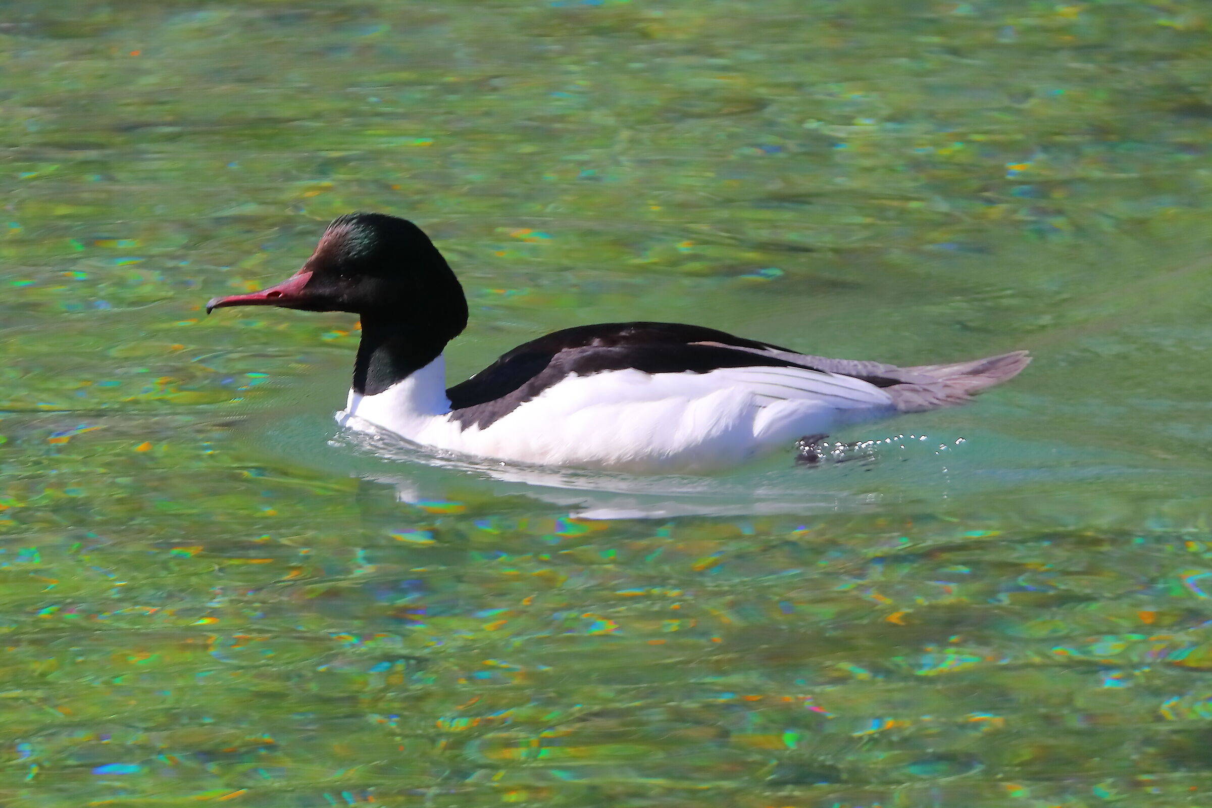 Smergo M 02 maggio 2025 - 0142