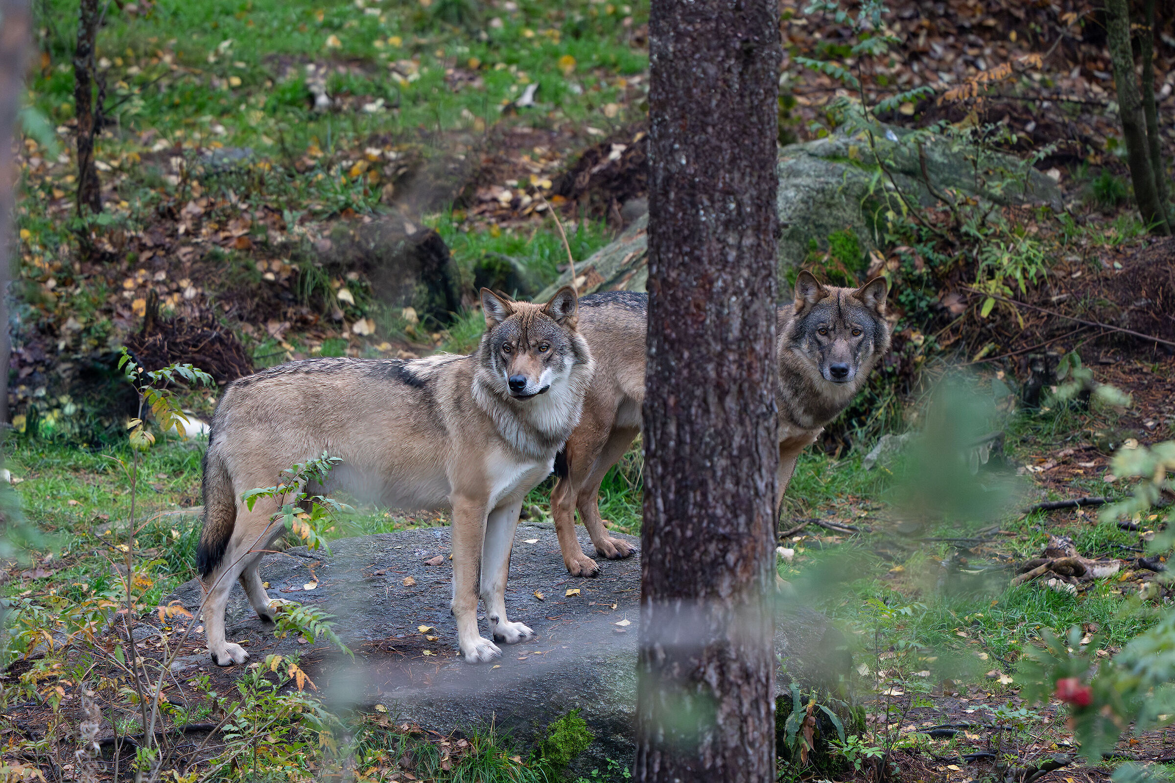 Wolves Finland