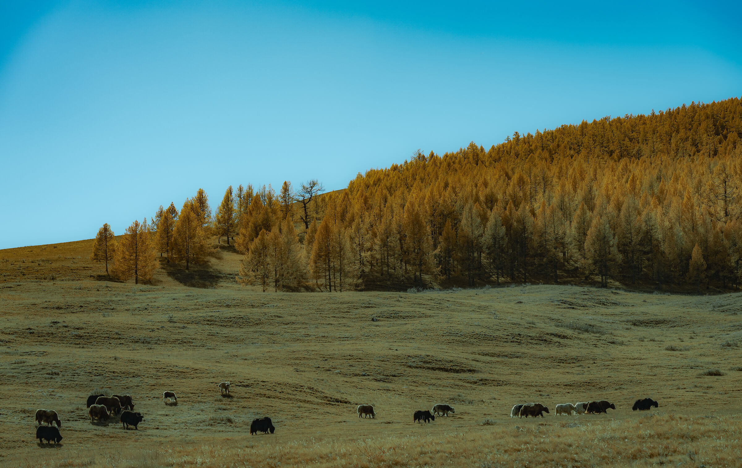 Yak transhumance