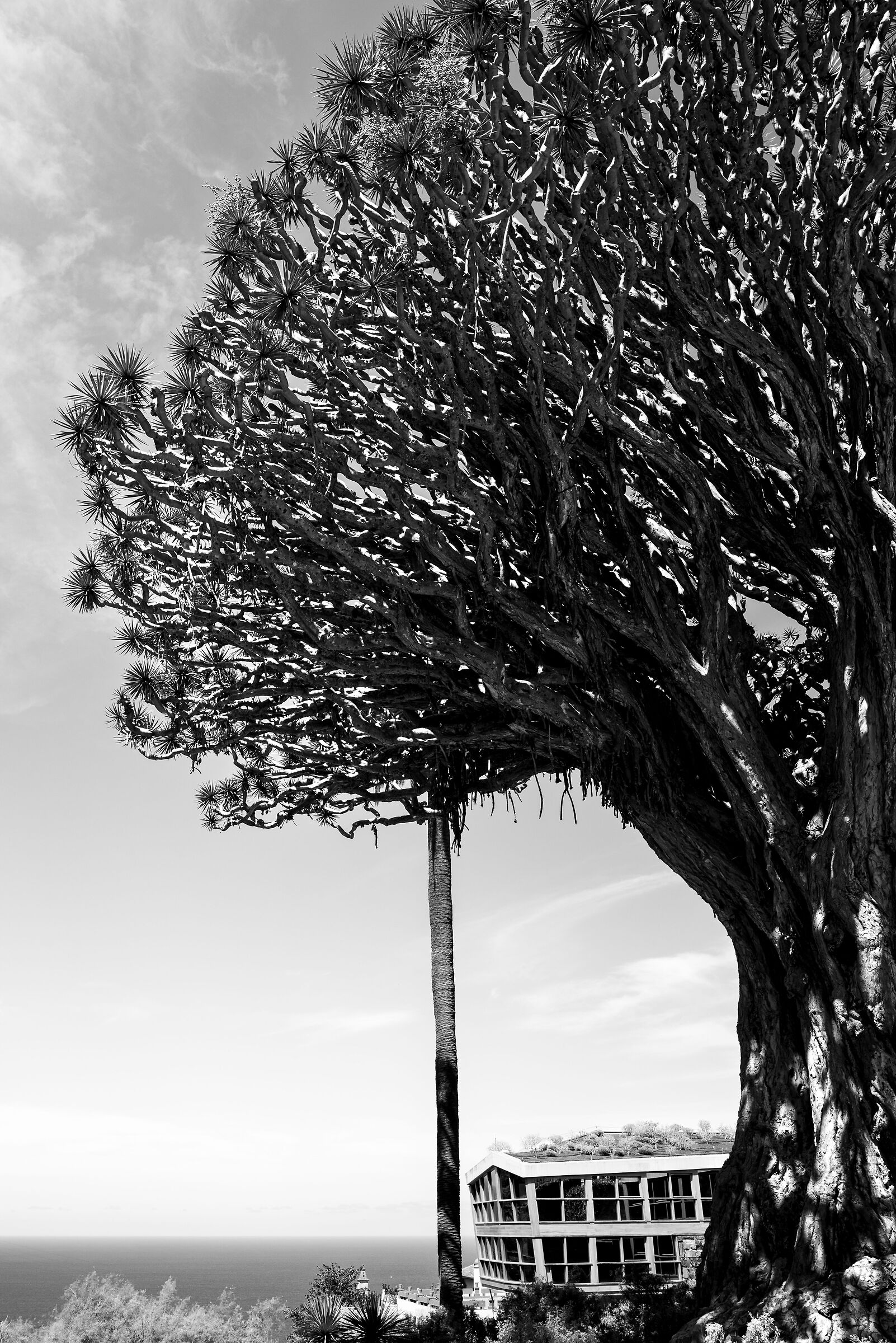 Drago millenario - Tenerife