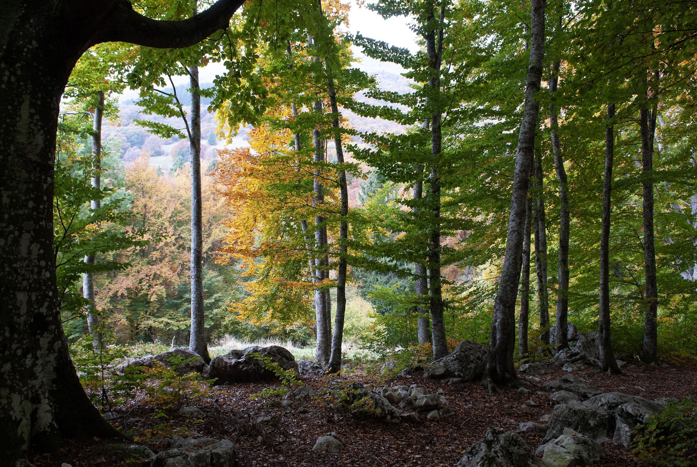 Malga IME e dintorni