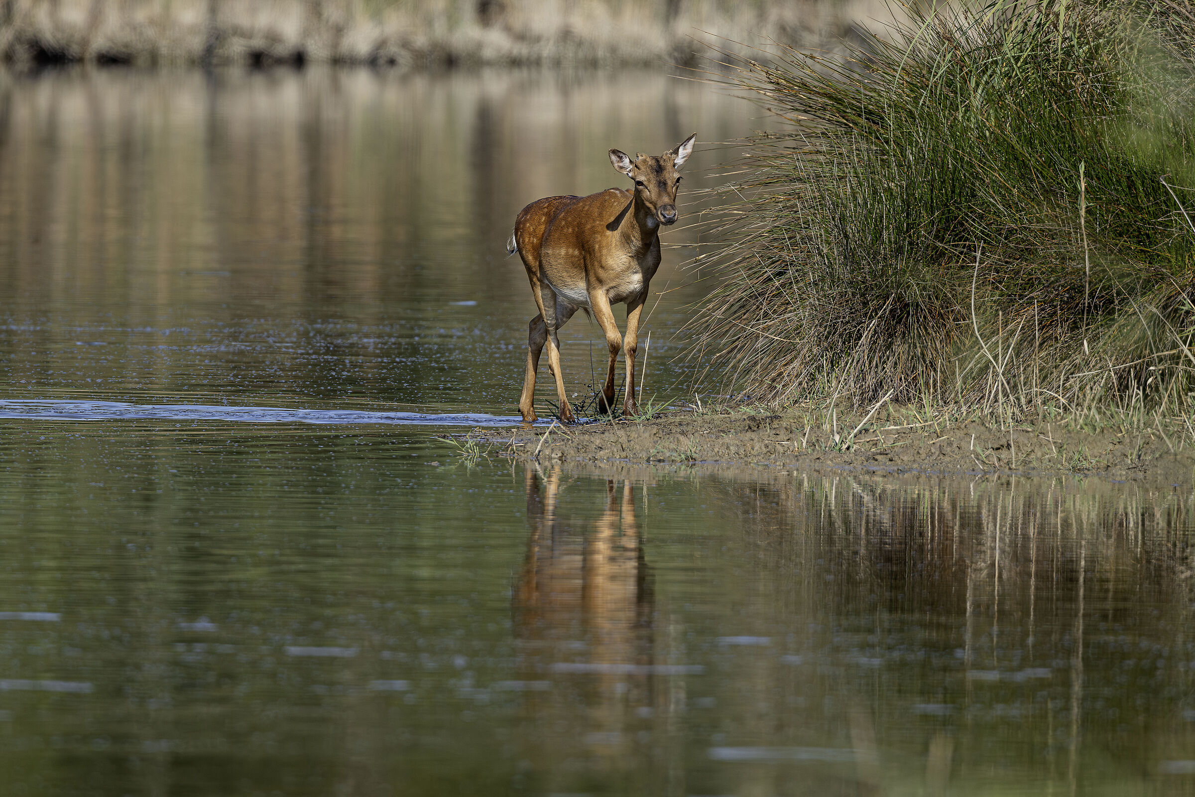 Fallow deer at the ford