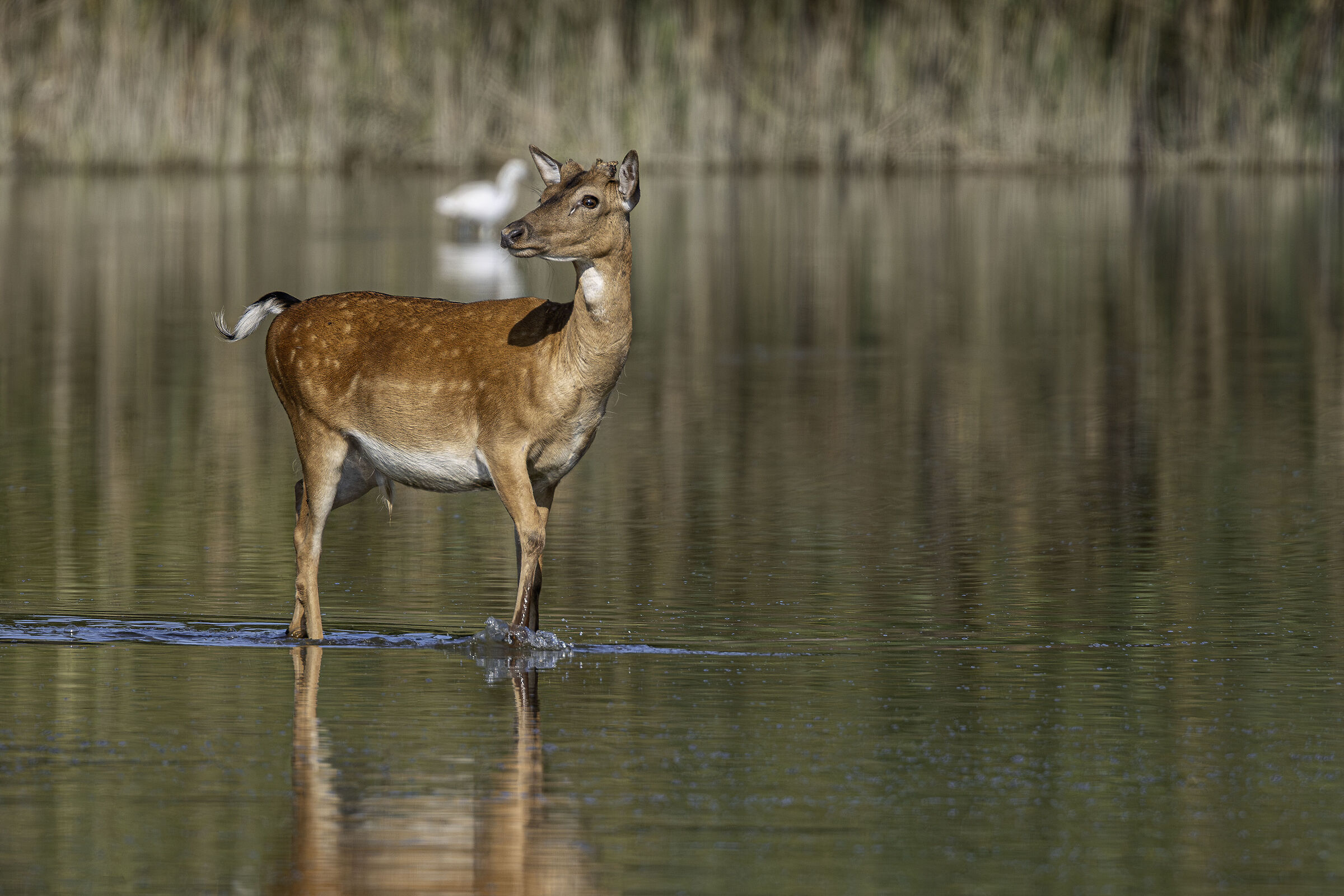 Fallow deer at the ford