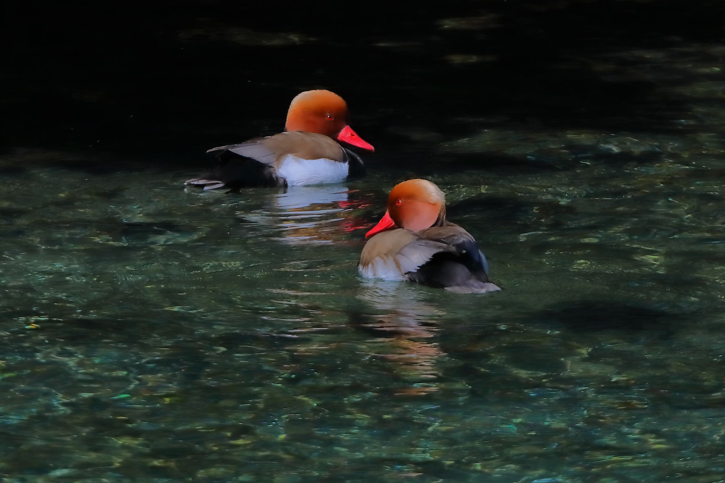 Fistioni T 02 maggio 2025 - 0147