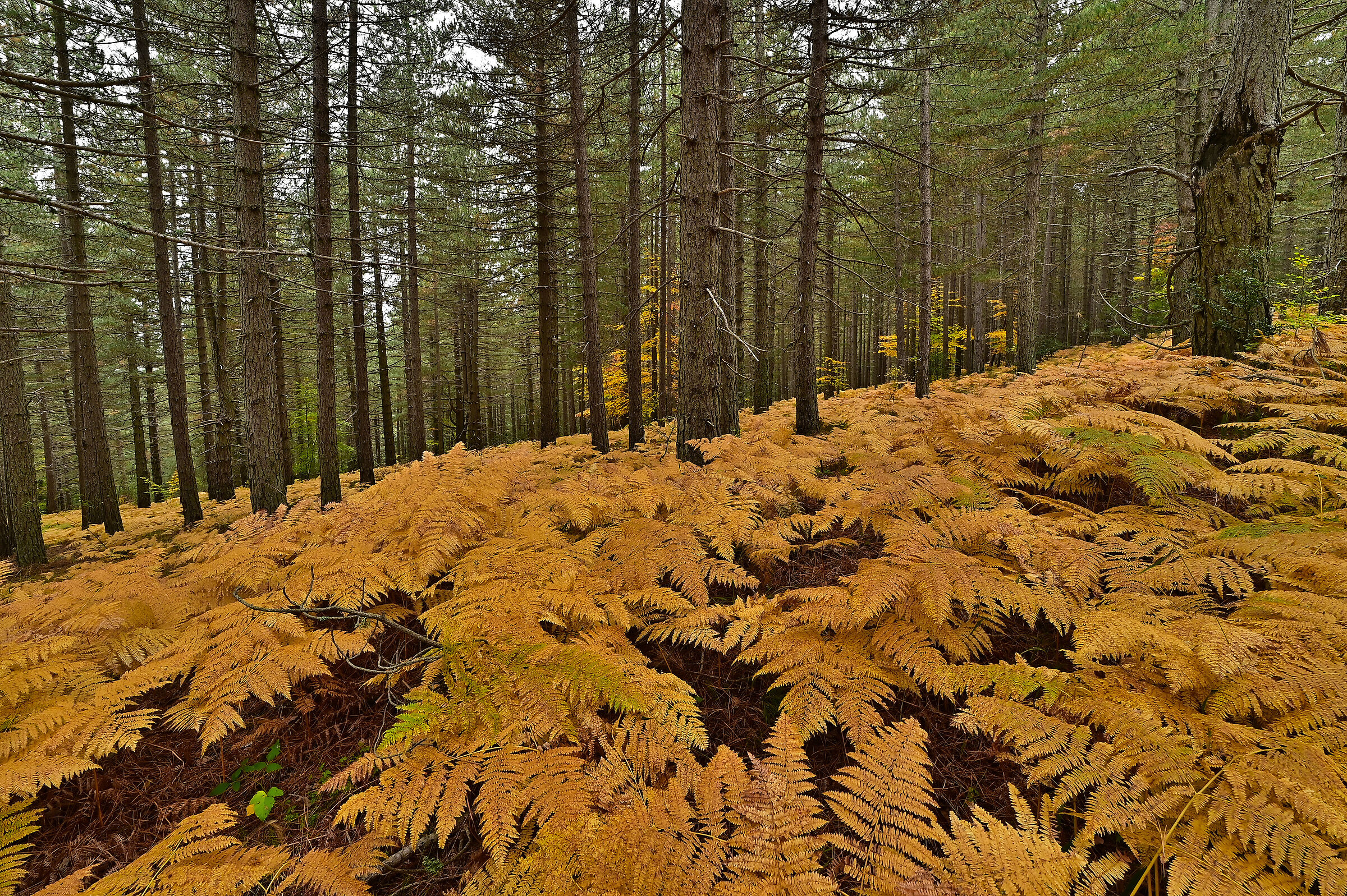 Sottobosco d'autunno (2)