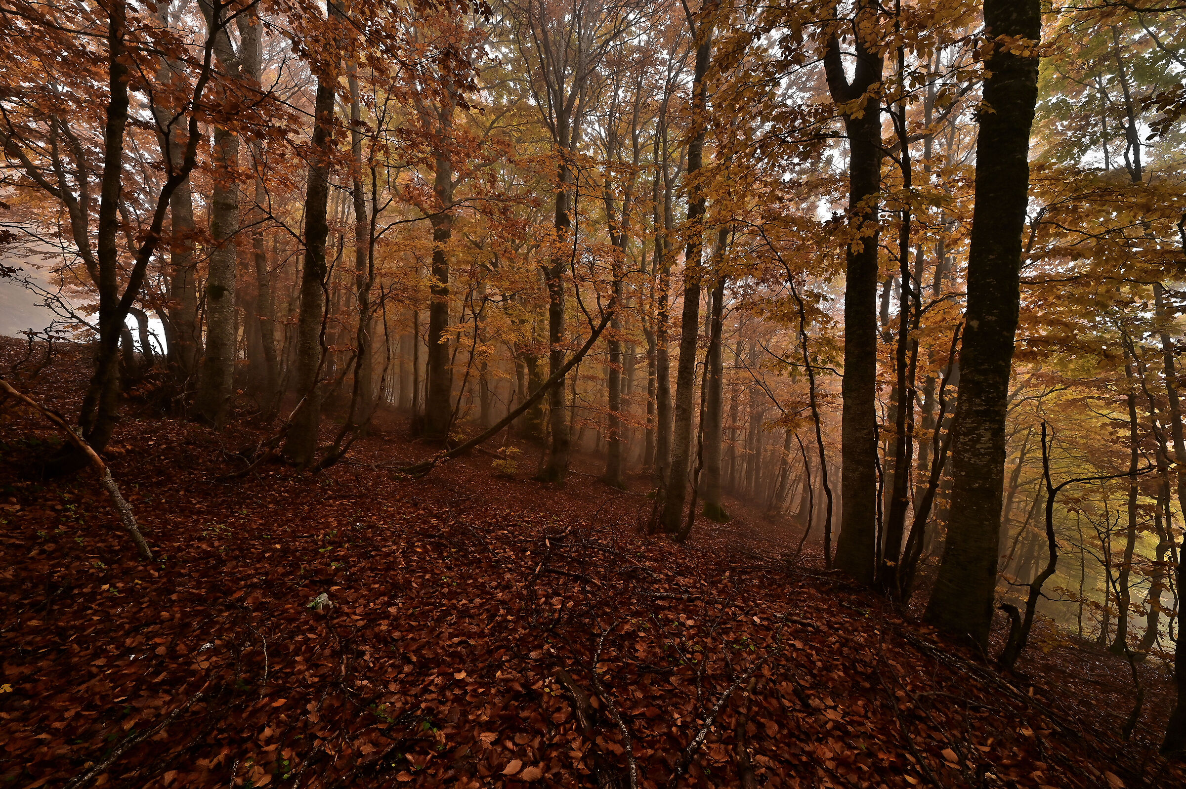 Sottobosco d'autunno (3)