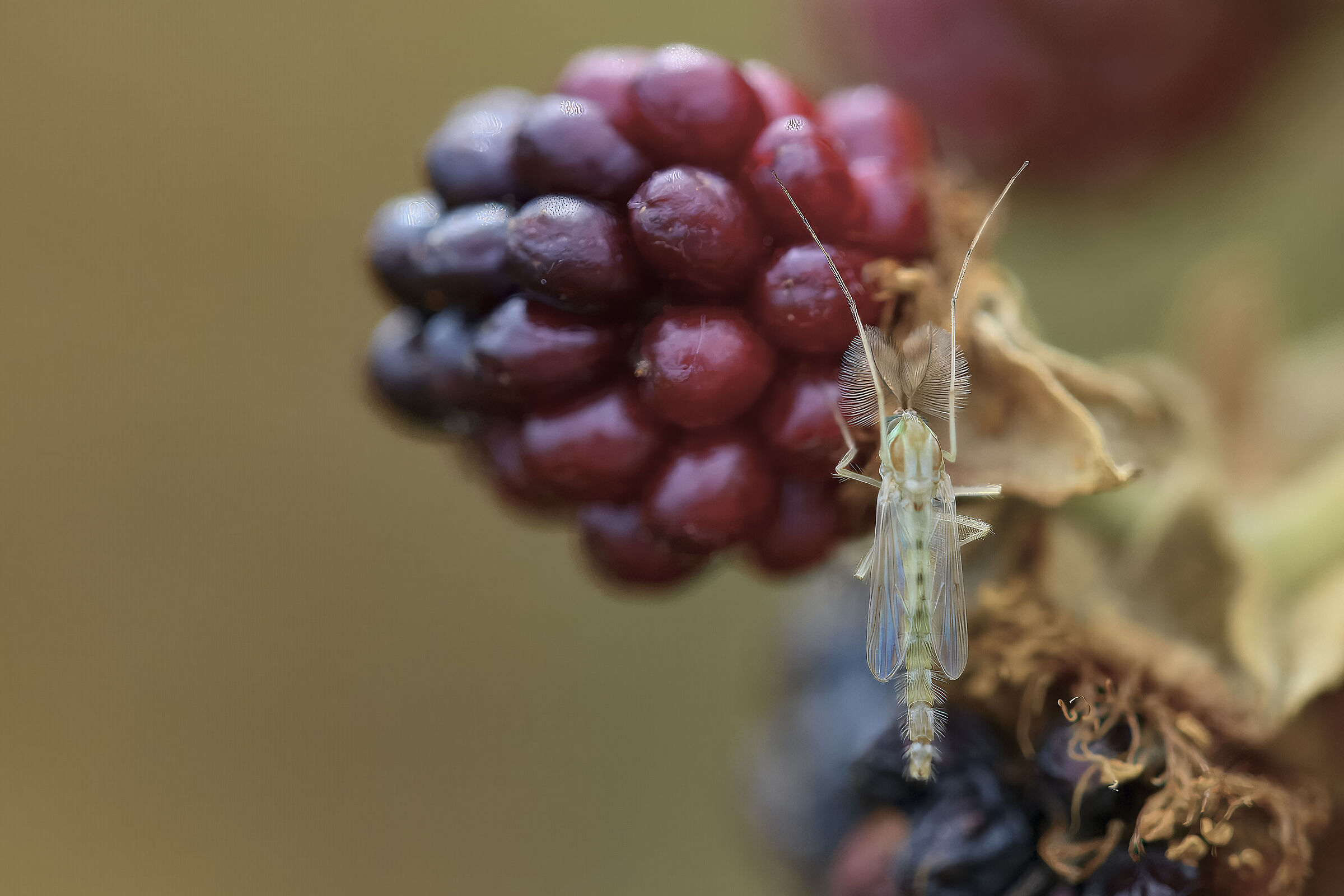Dicrotendipes