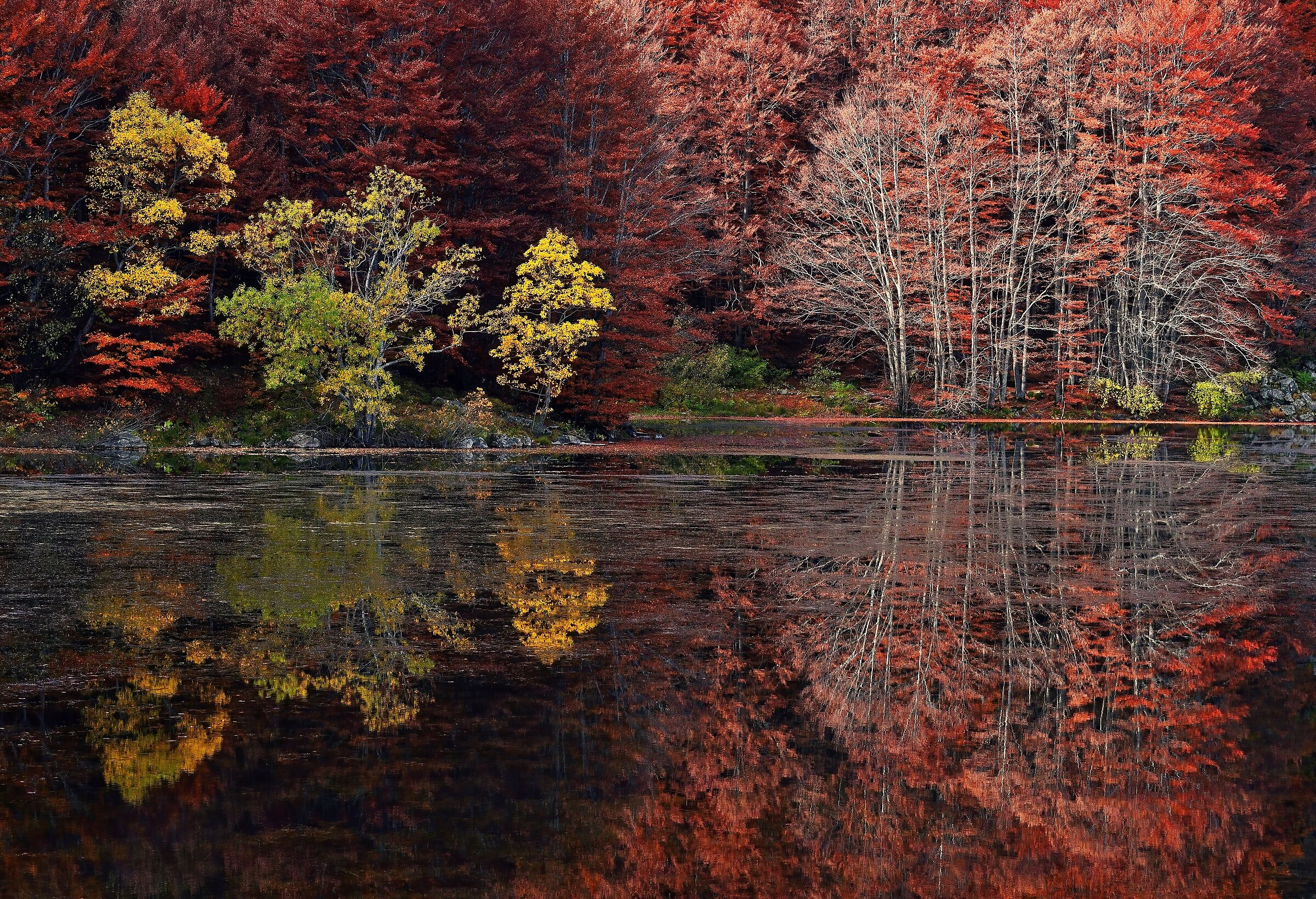 Natural Multicolored