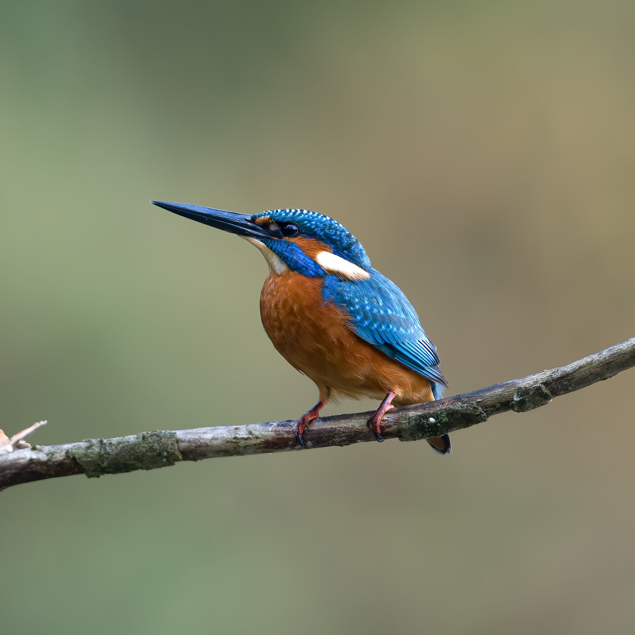 Kingfisher - Sant'Albano Stura - Piedmont