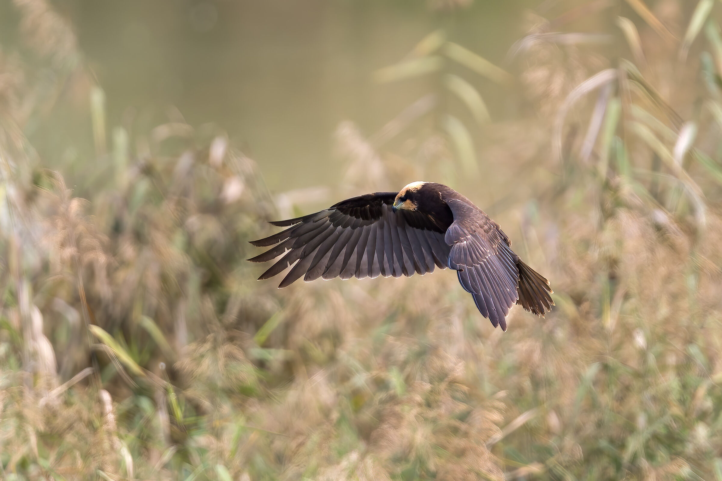 Marsh Harrier - Sant'Albano Stura - Piedmont