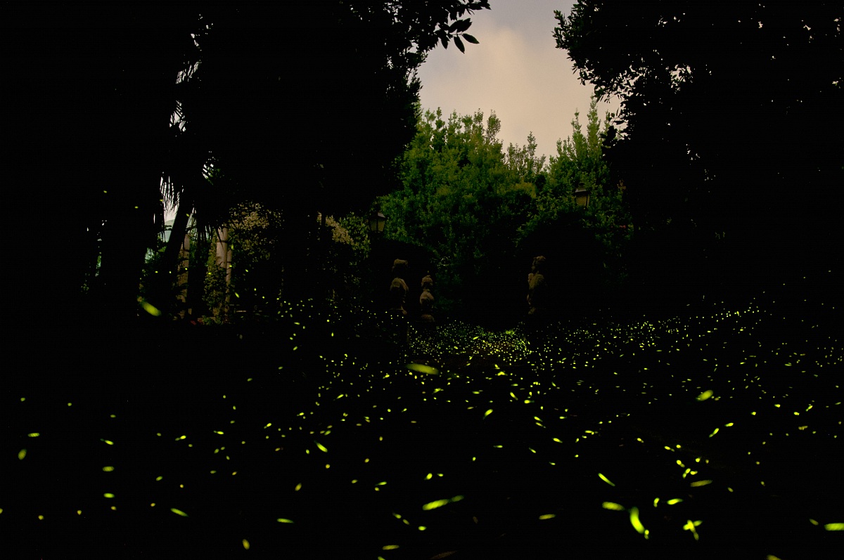 Un mare di lucciole
