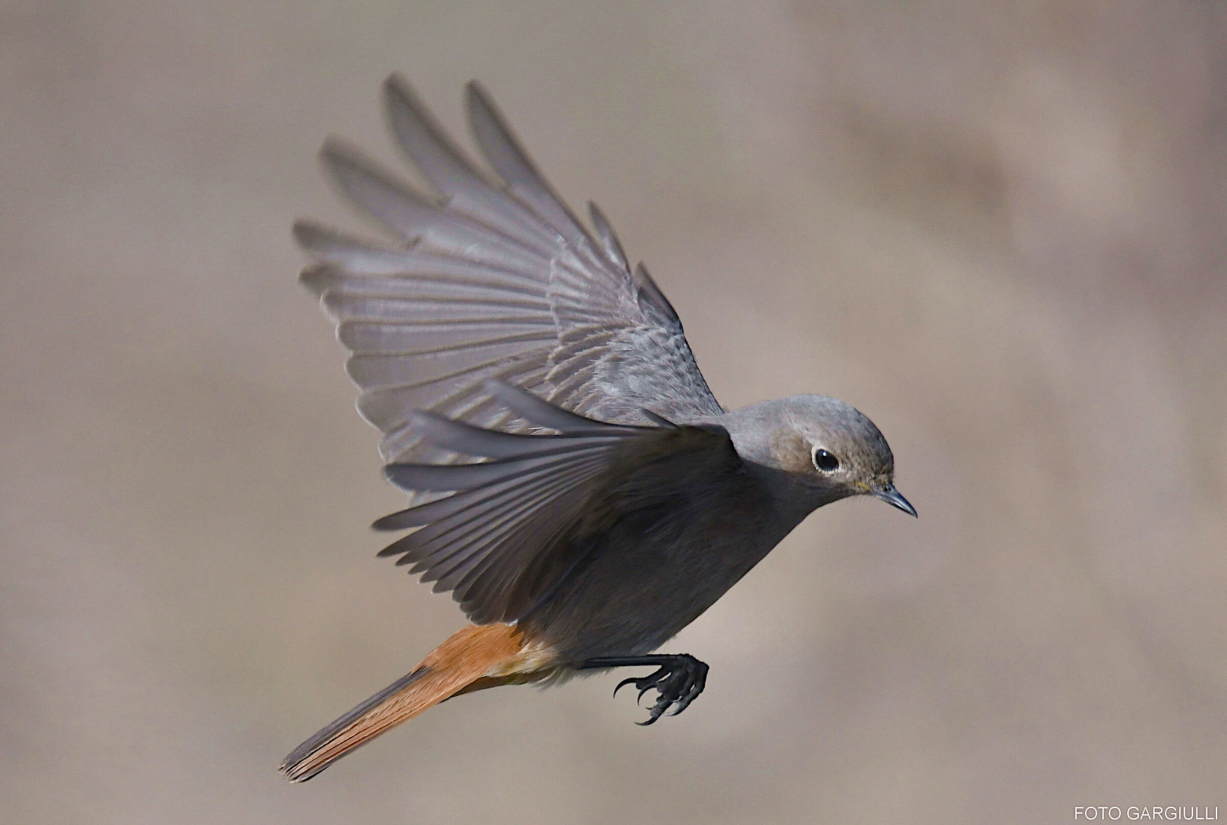 Female chimney sweep redstart