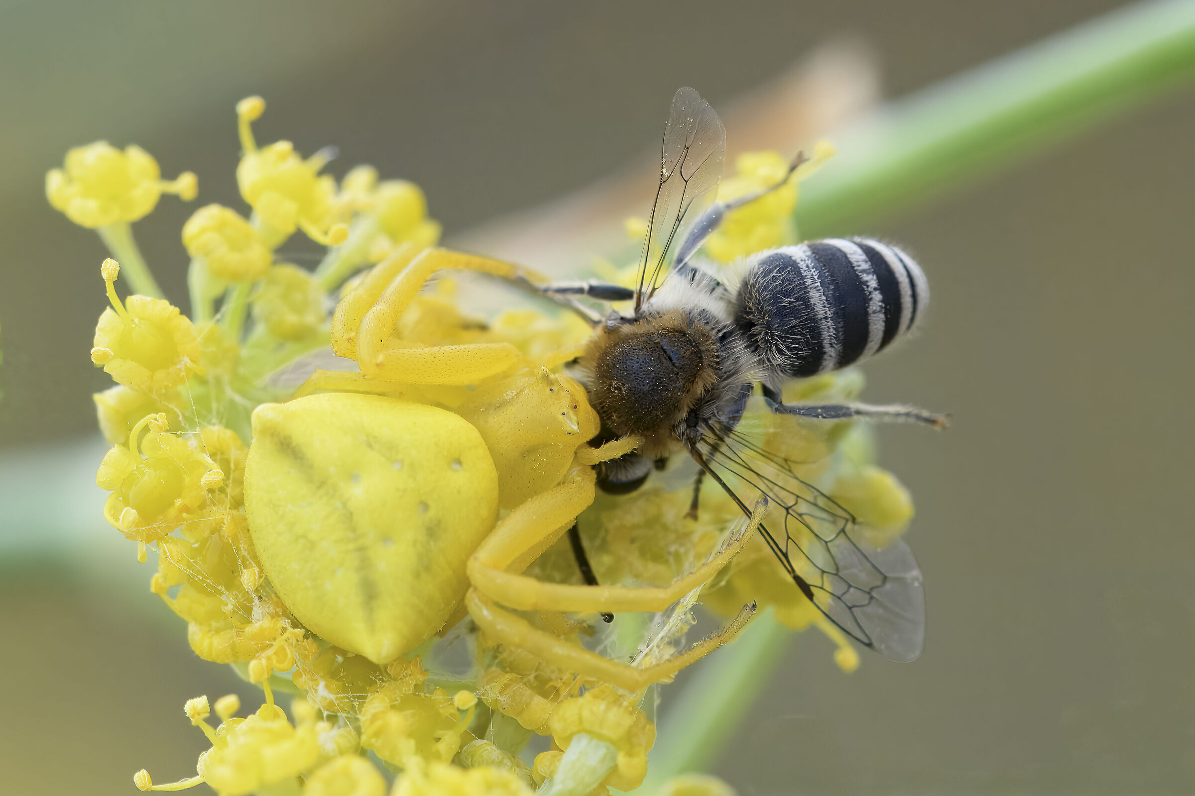Thomisus onustus