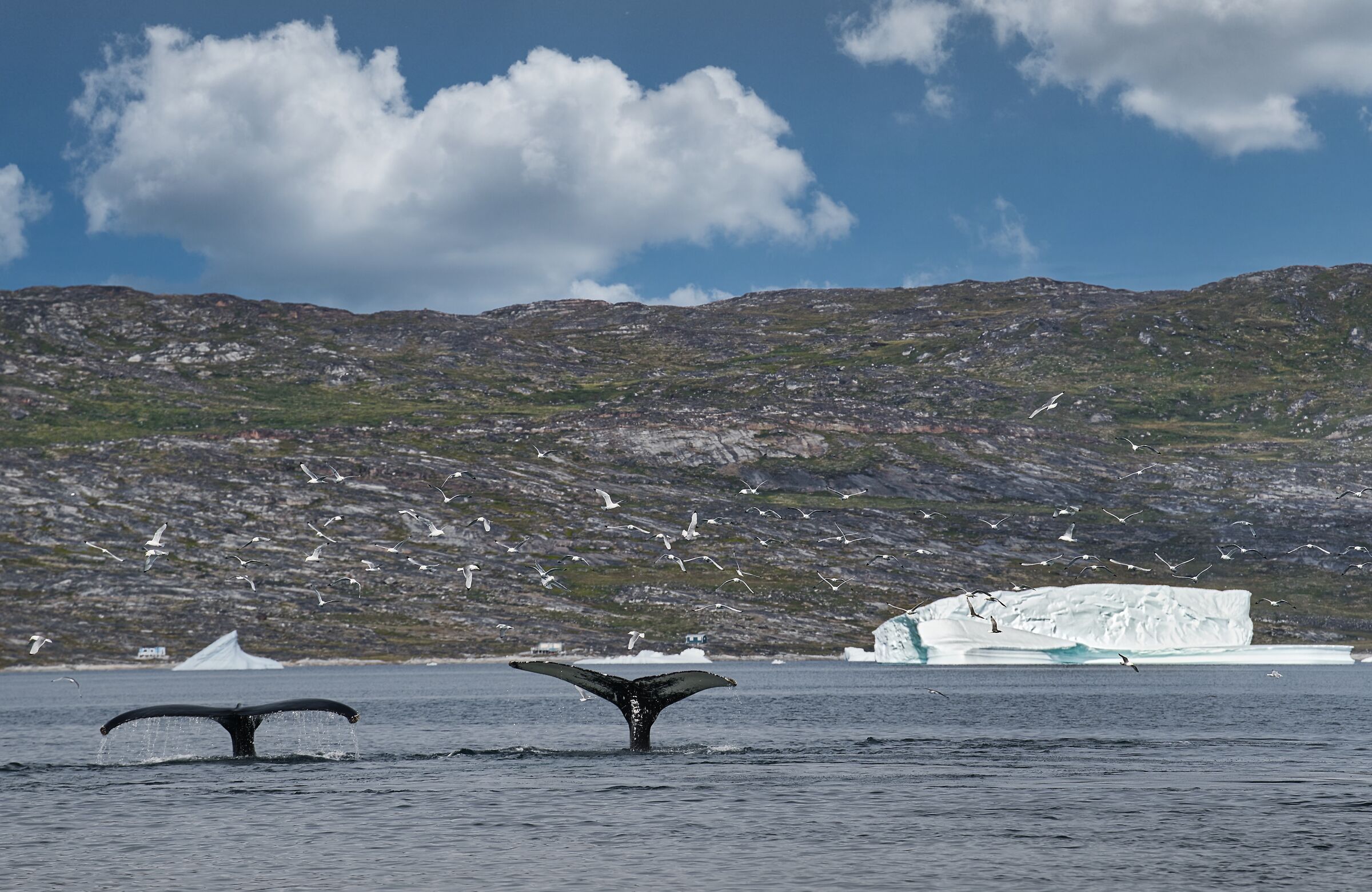 Seeing two humpback whales emerge is a real thrill