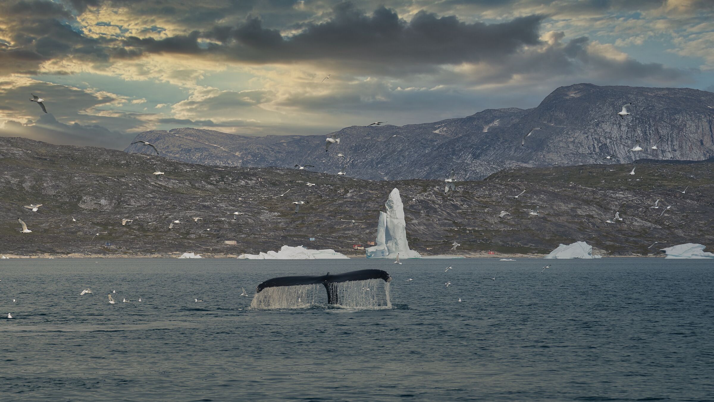 seeing a humpback whale is already a joy...
