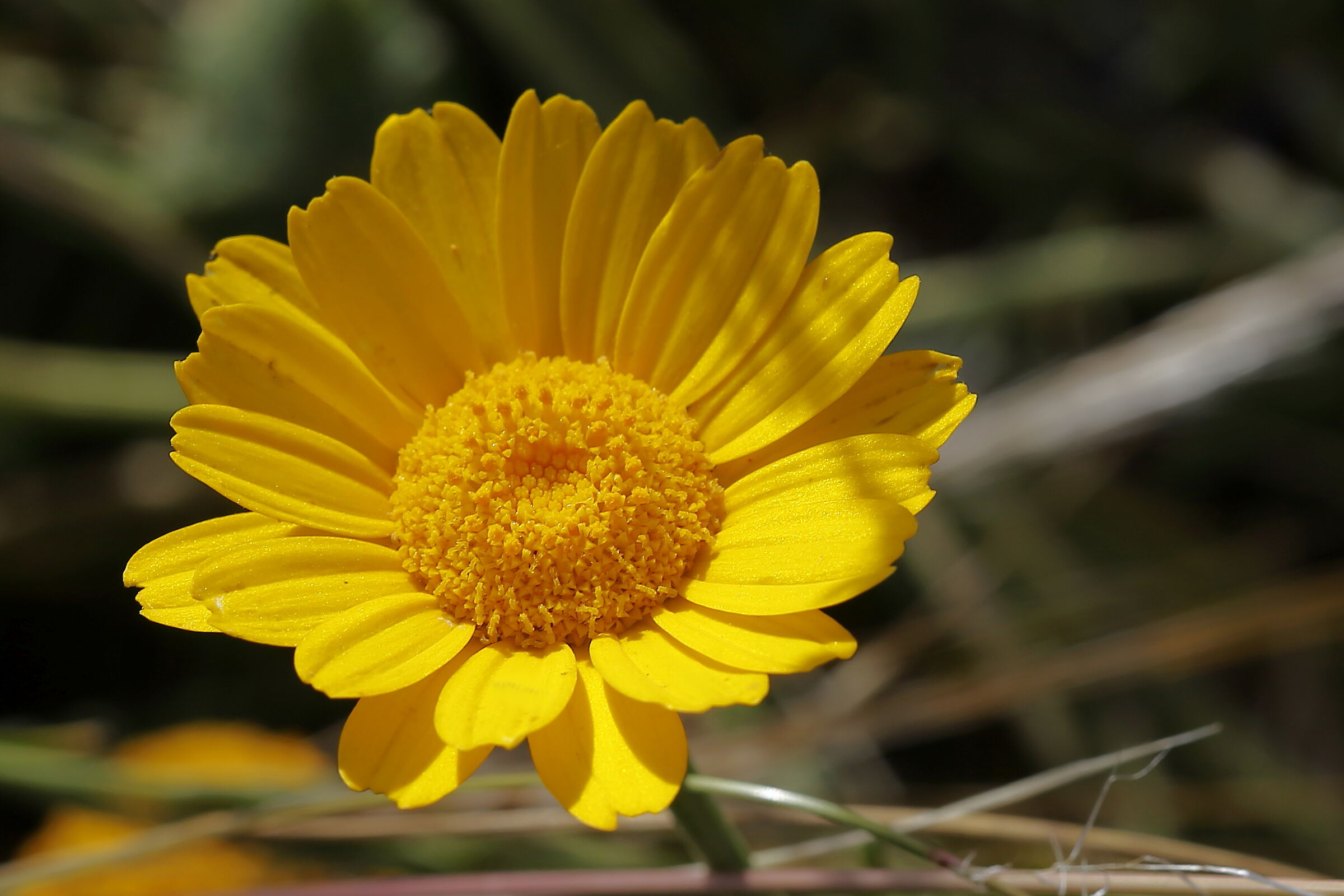 Aspettando la prossima primavera
