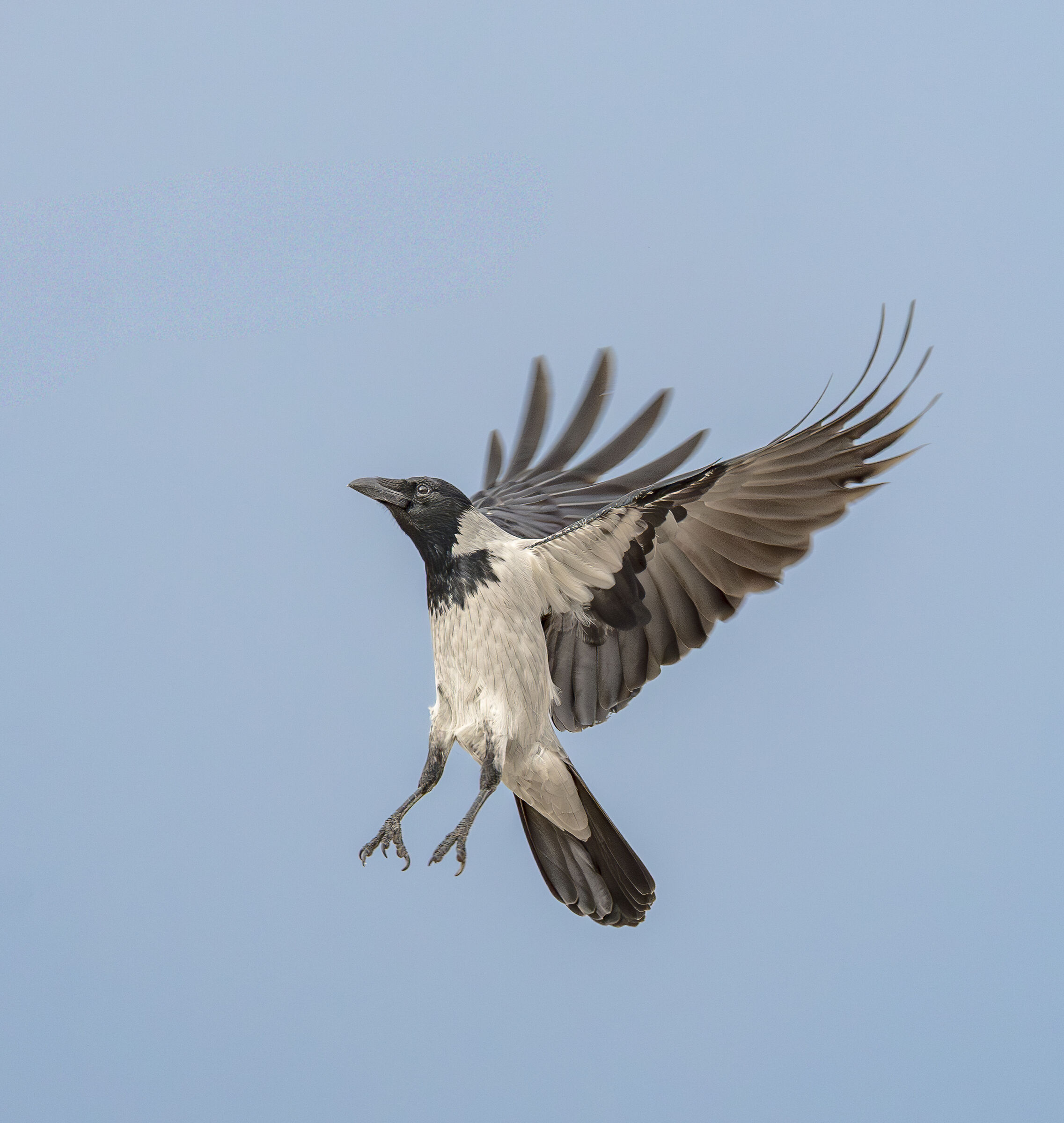 hooded crow