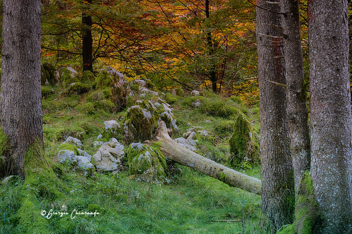 Magia nel bosco del Cansiglo.