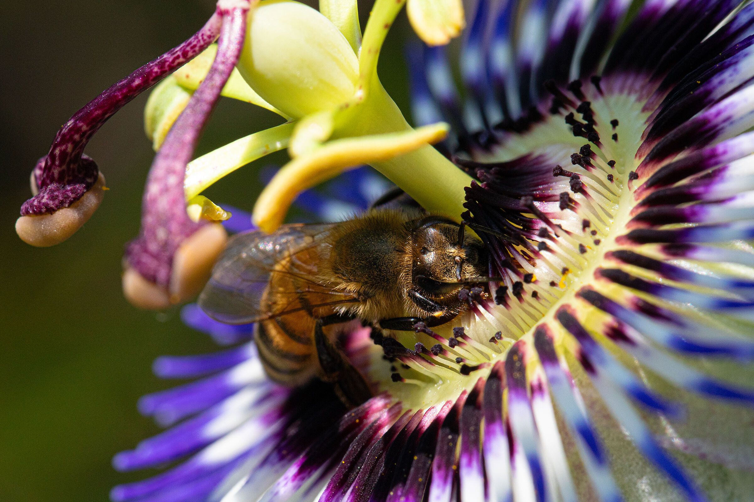 Bee at work