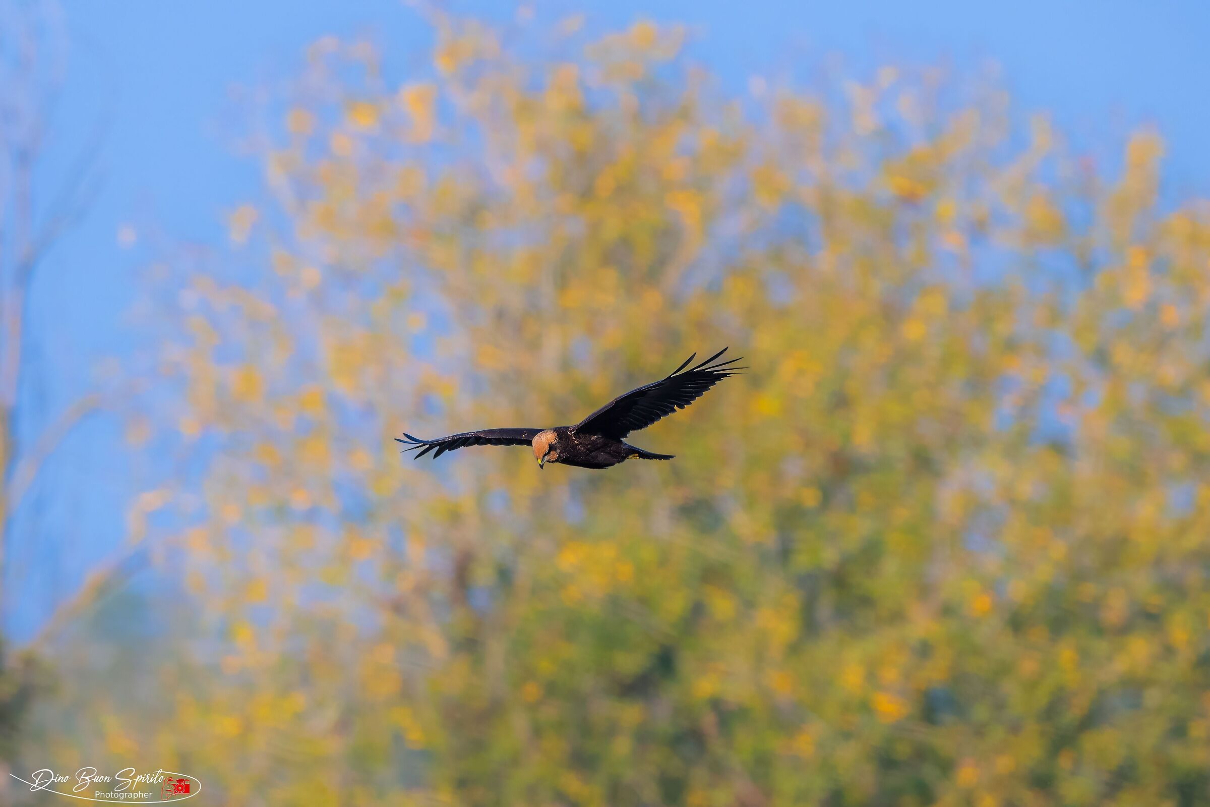 Marsh Harrier
