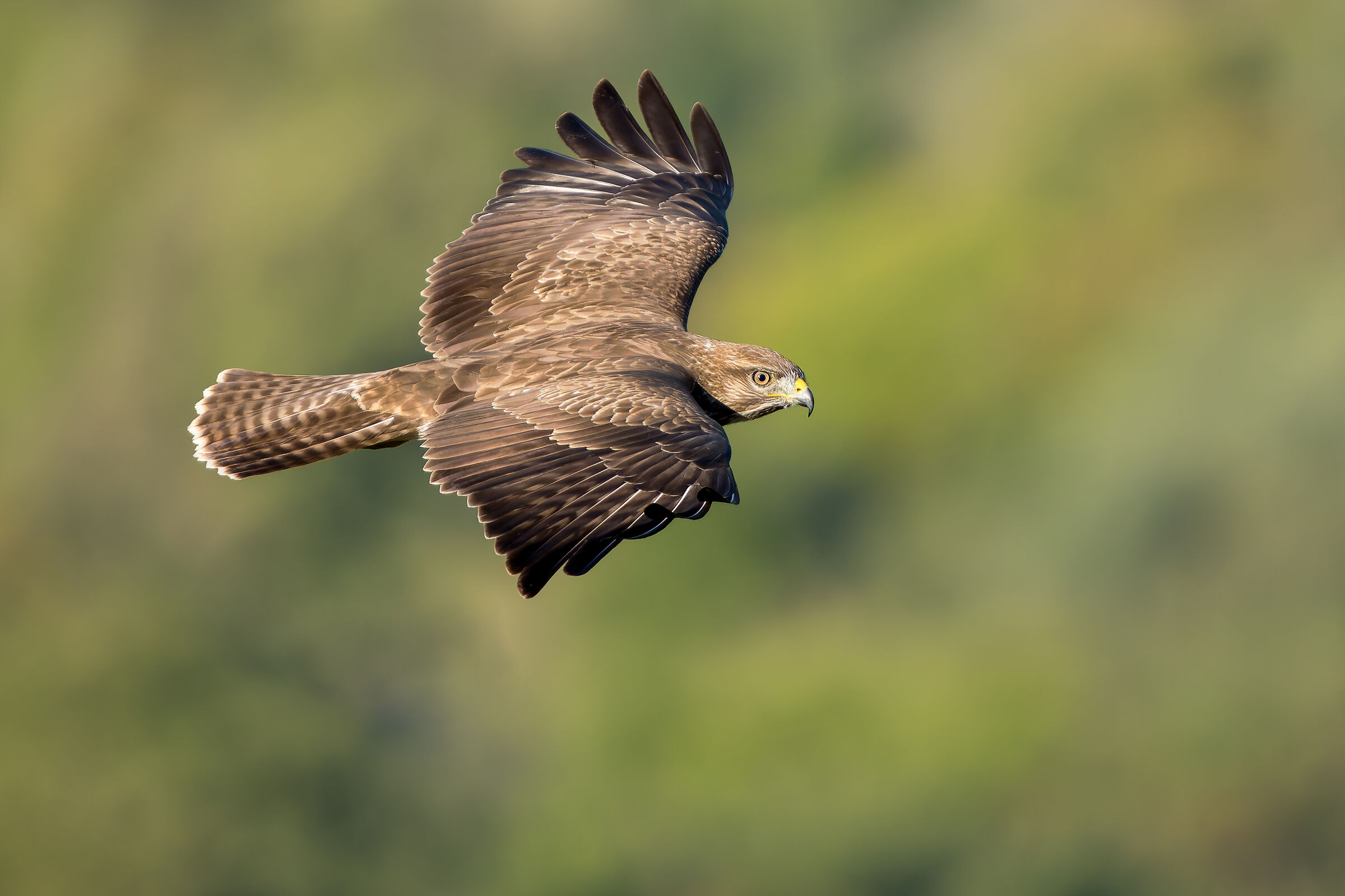 Buzzard (Buteo buteo)