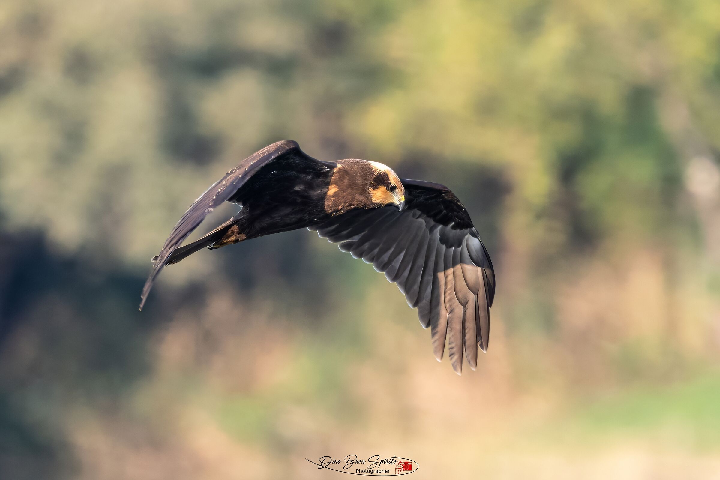 Marsh Harrier