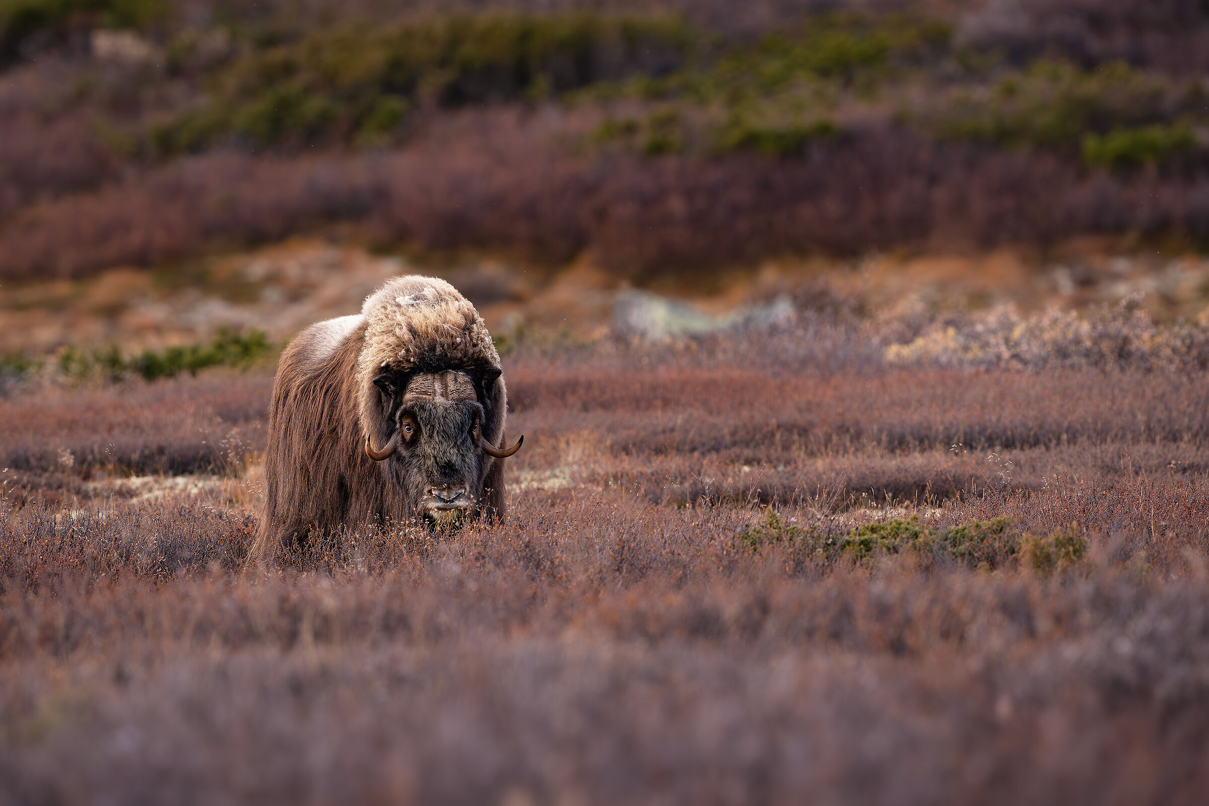 Musk Ox in autumn