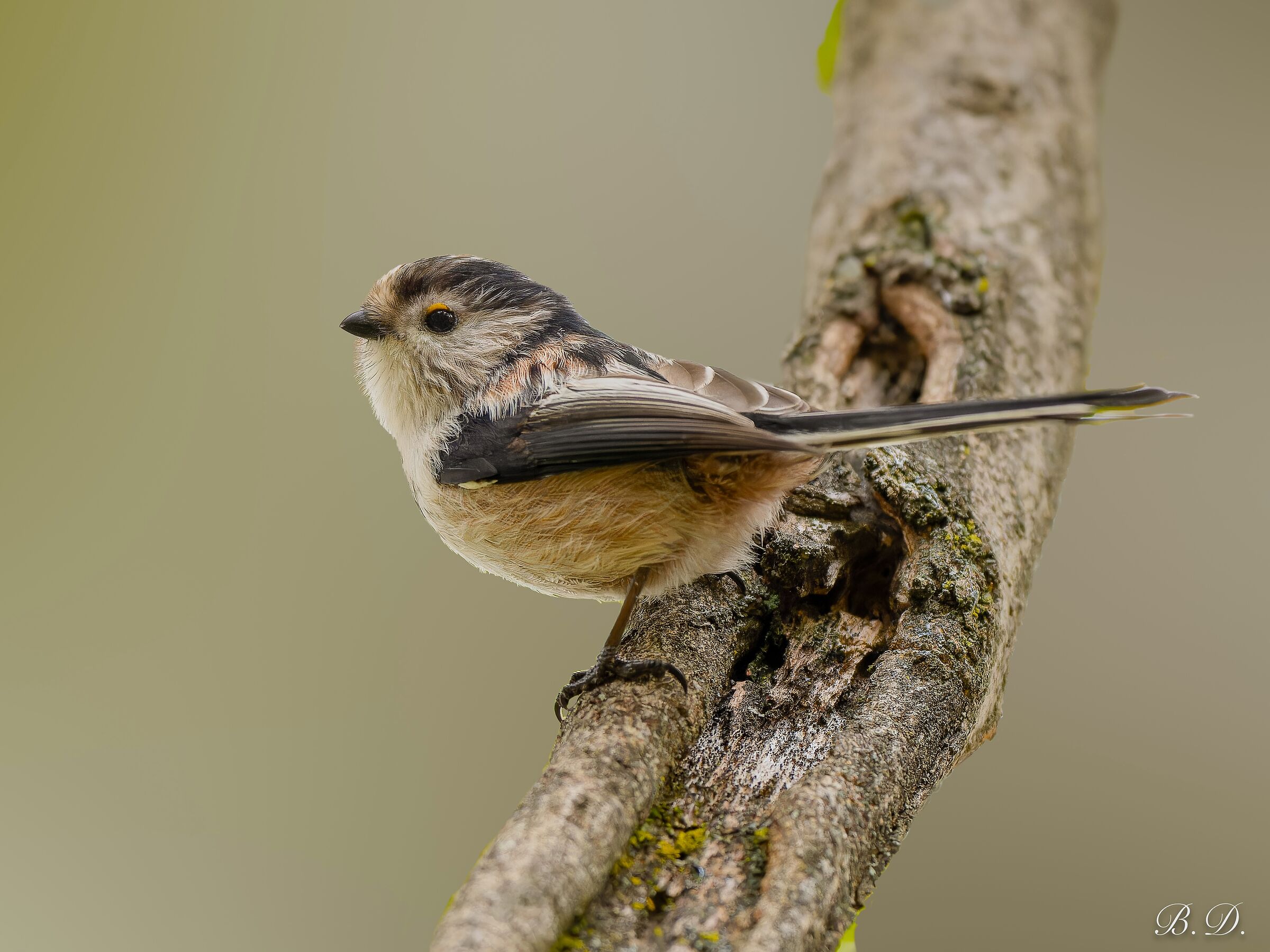 Aegithalos caudatus (Long-tailed)