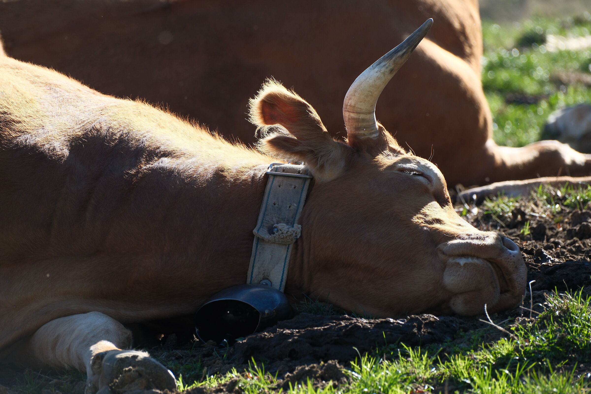 Cow to the rescue...