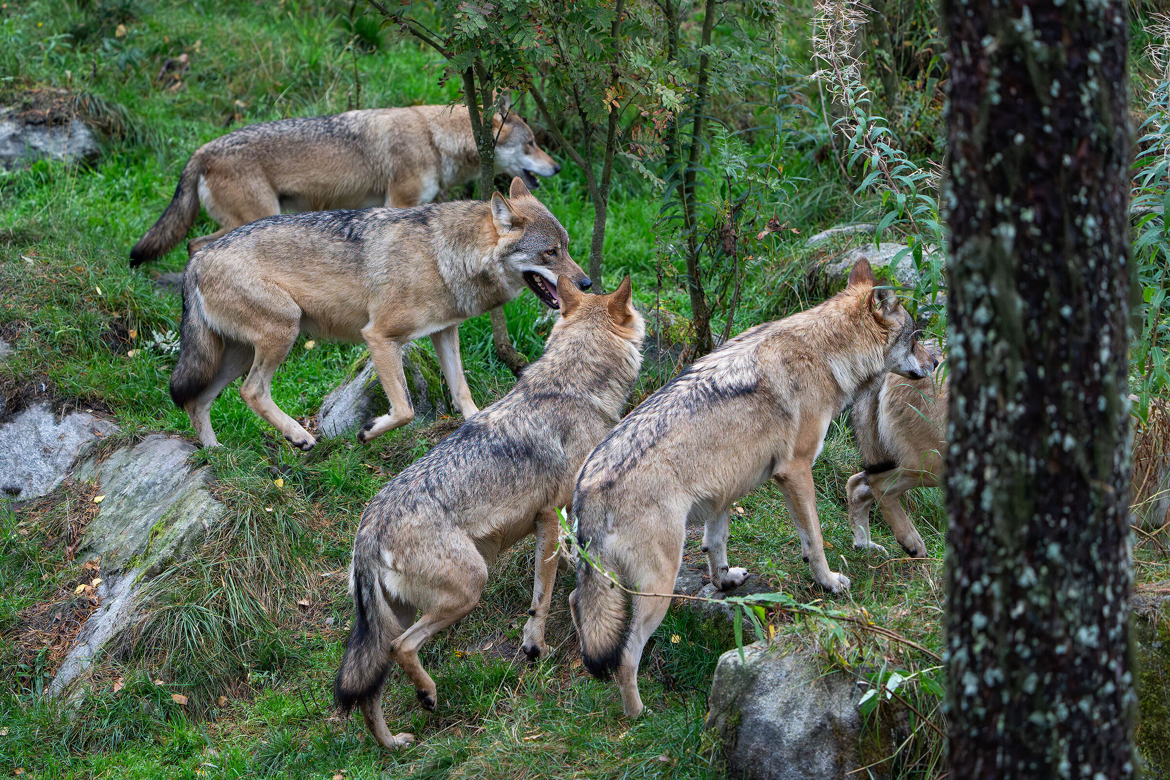 Wolves Finland