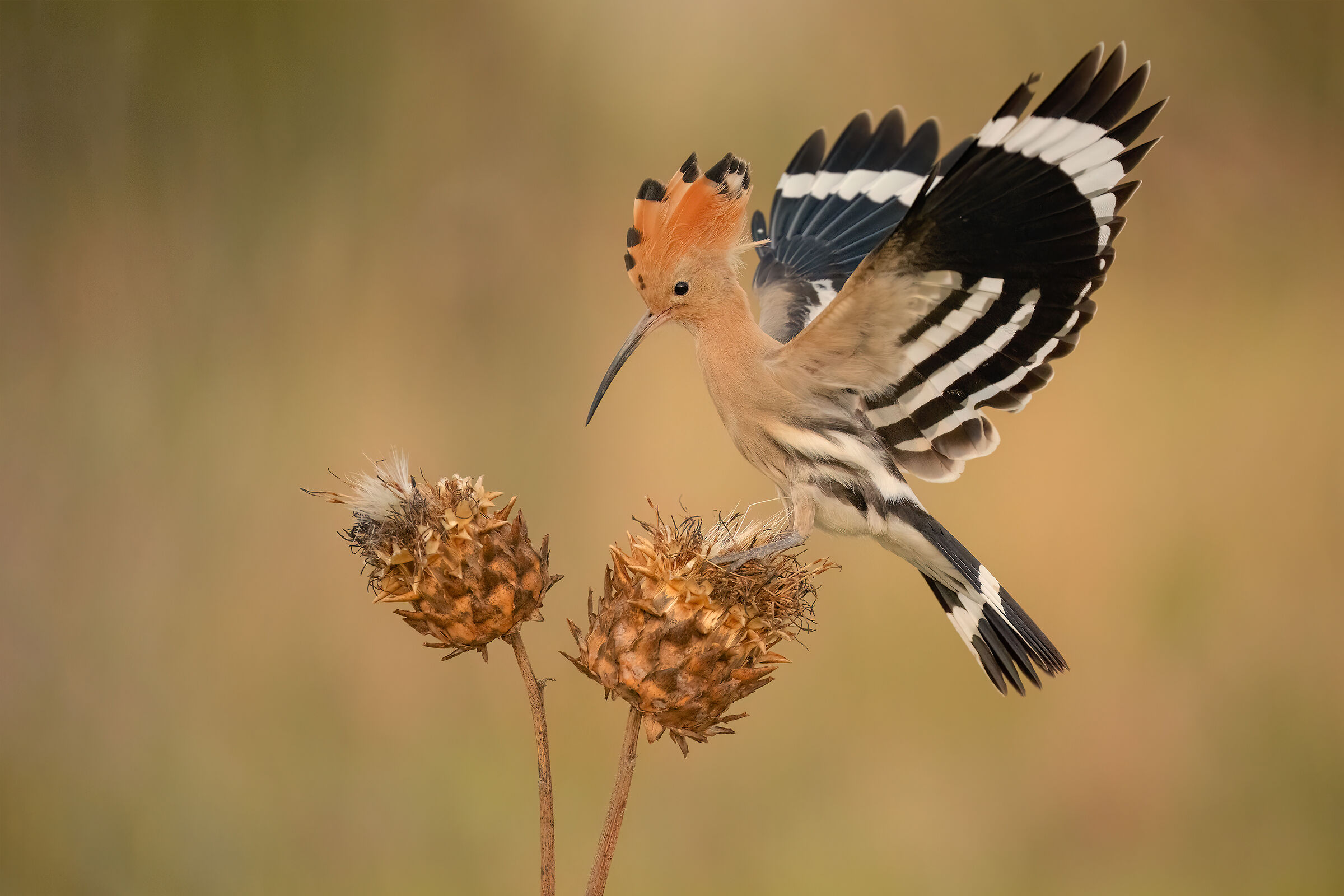 hoopoe