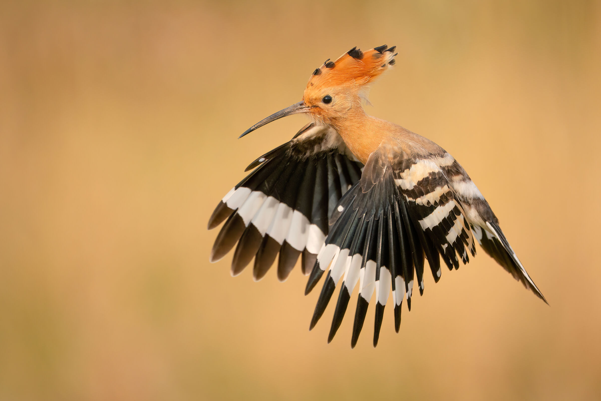 hoopoe