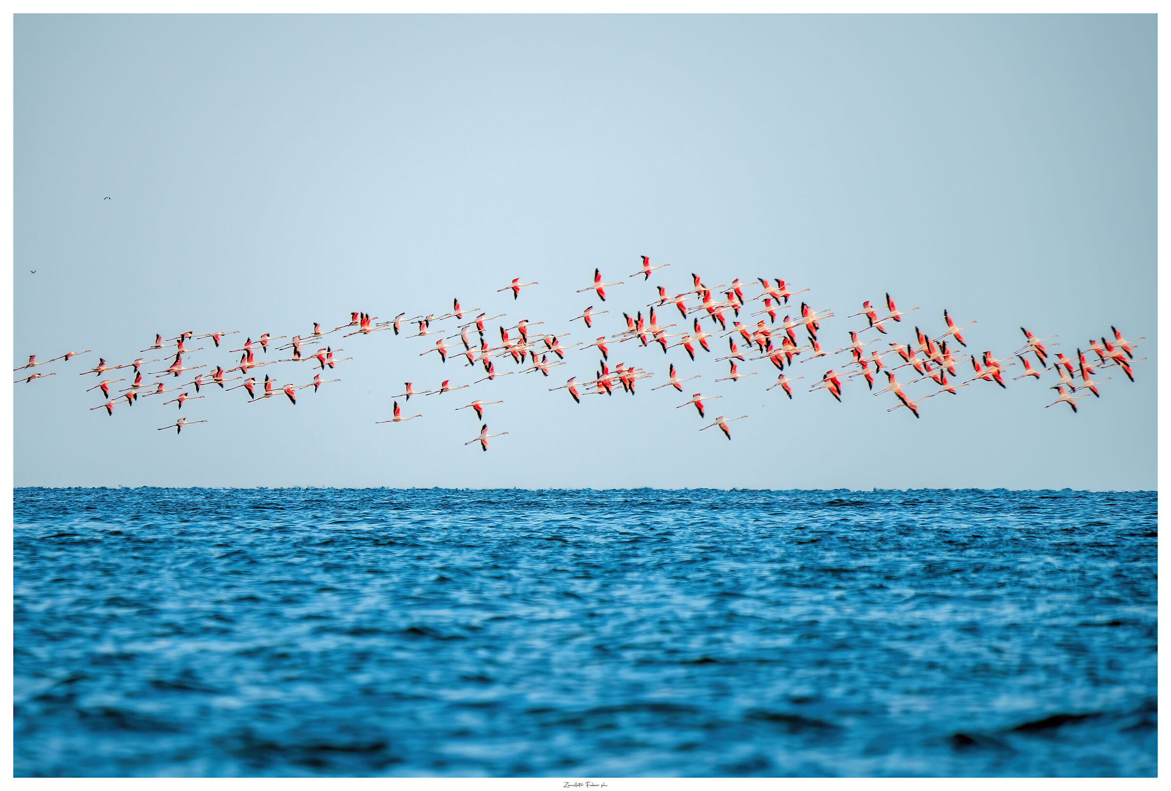 Flamingos at the sea