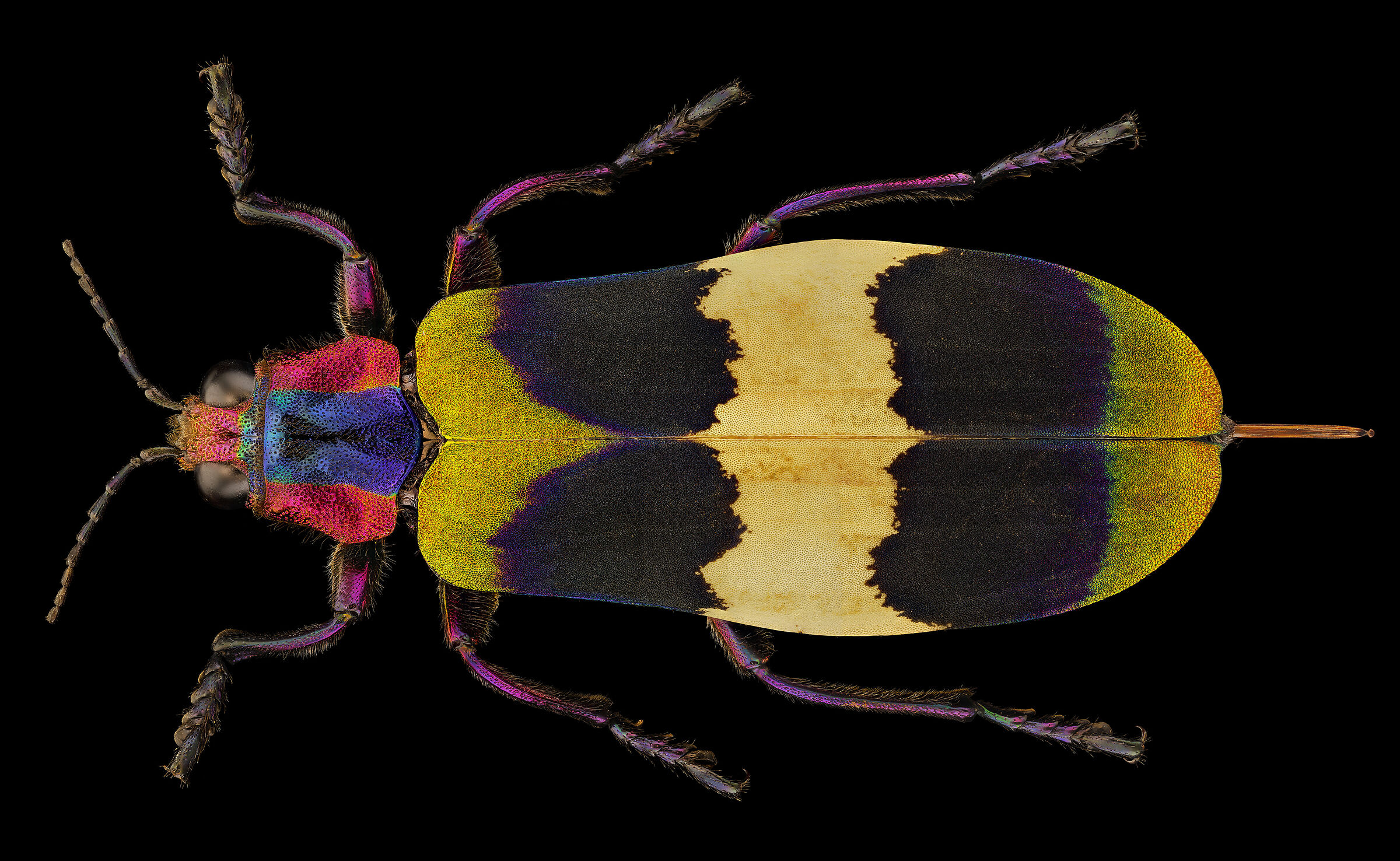 Chrysochroa corbetti