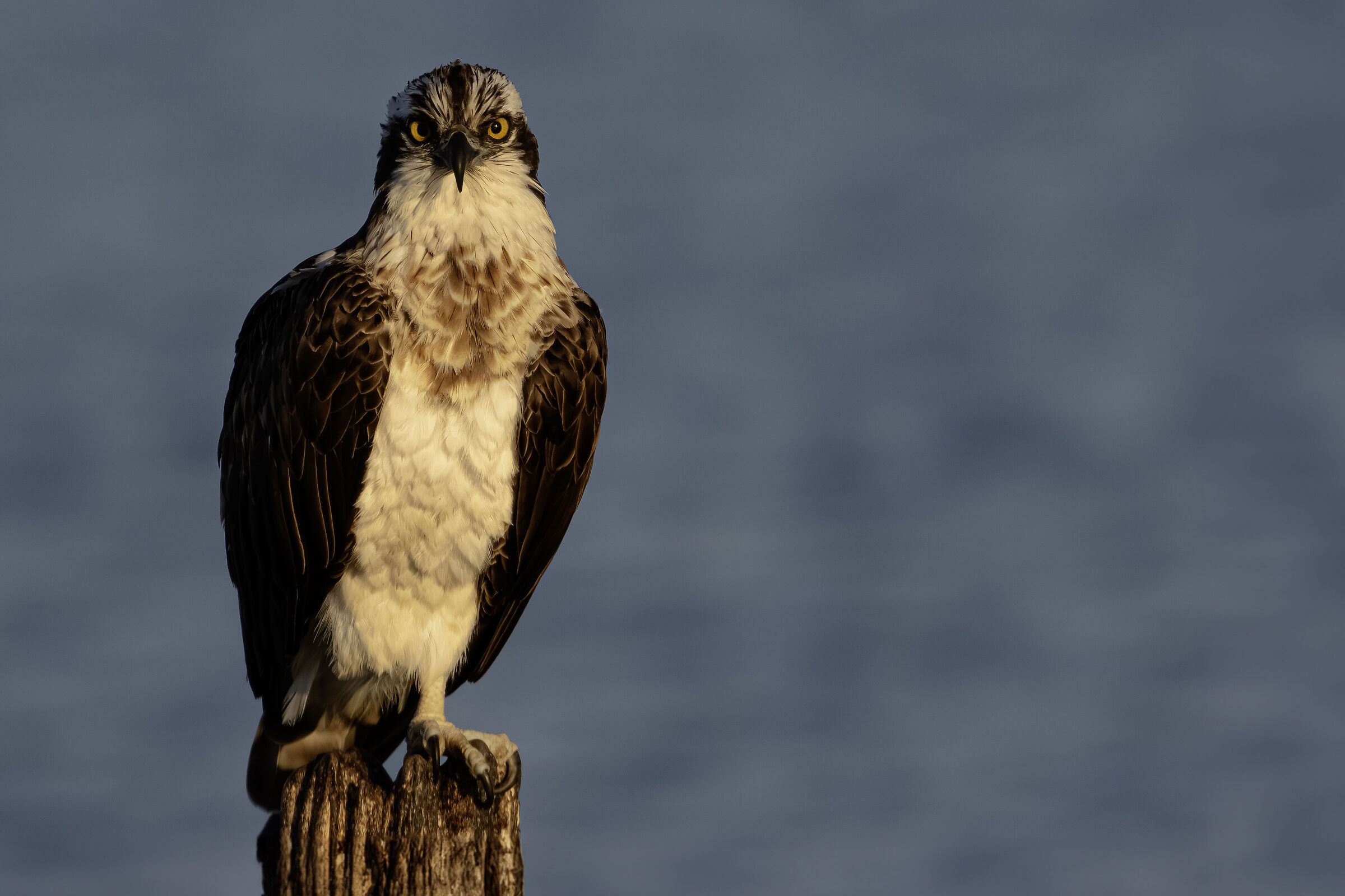 The magnetic eyes of the falcon