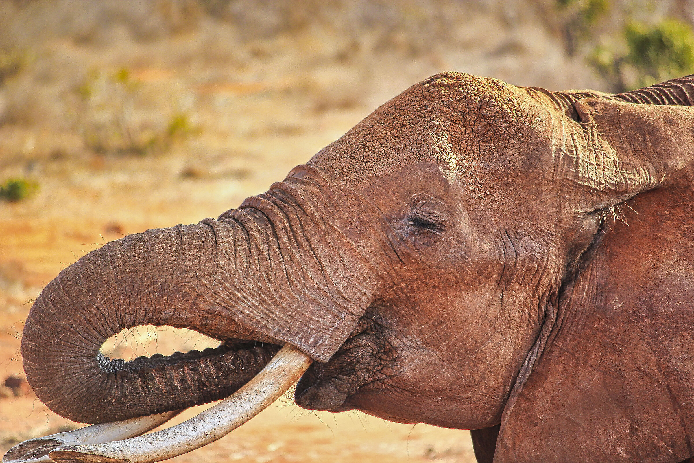 Tsavo