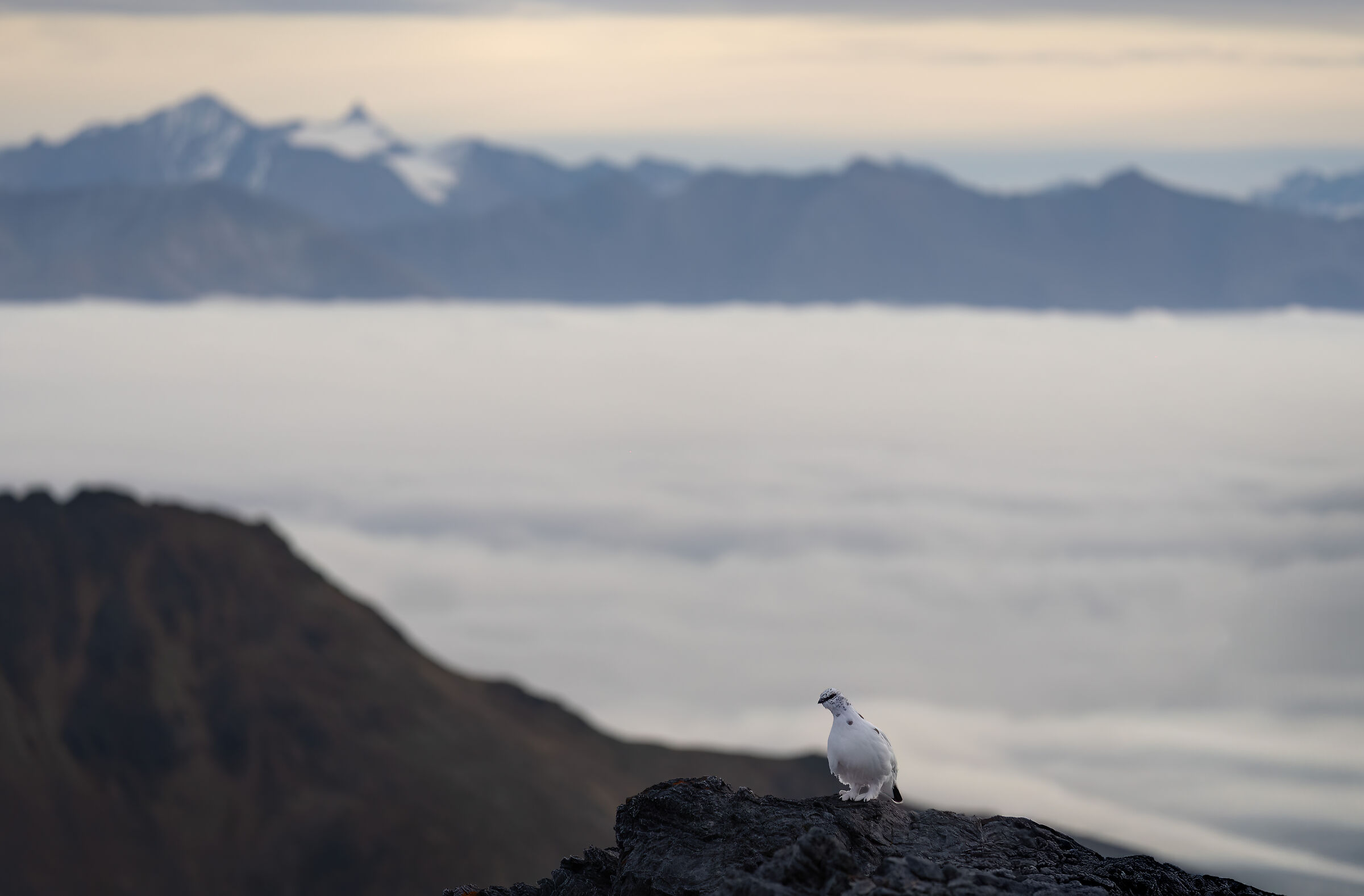Rock ptarmigan and sea of clouds