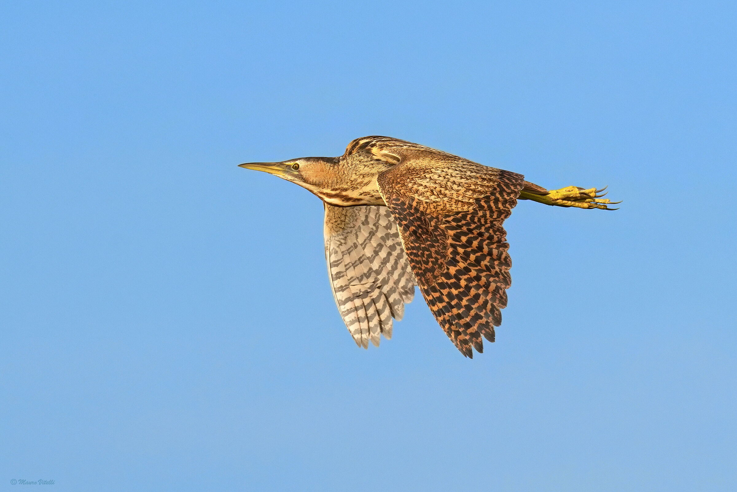 Bittern (Botaurus stellaris)