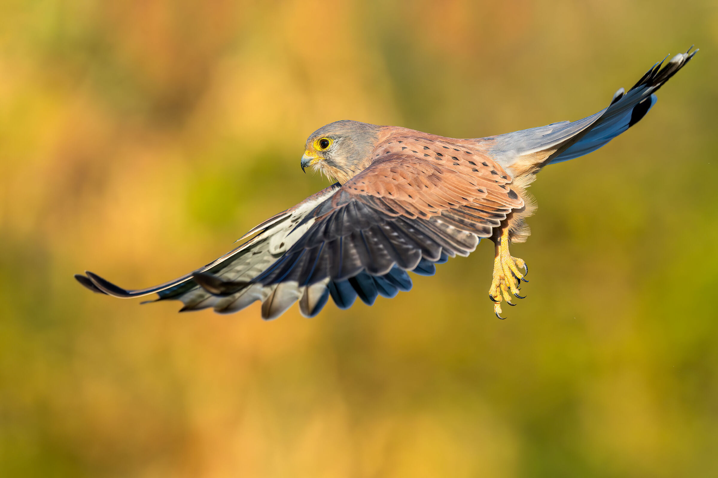 Kestrel