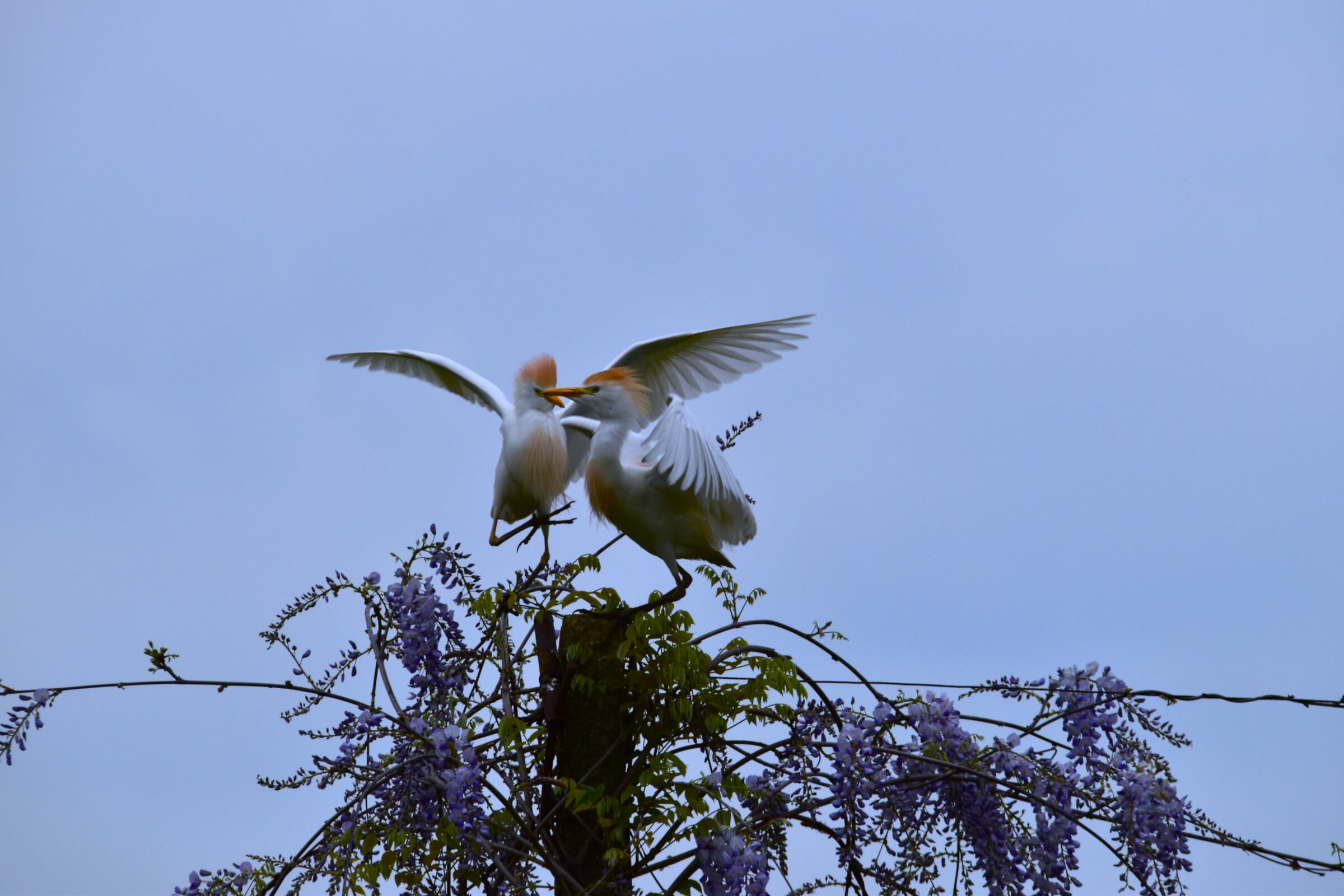 Cattle Egrets