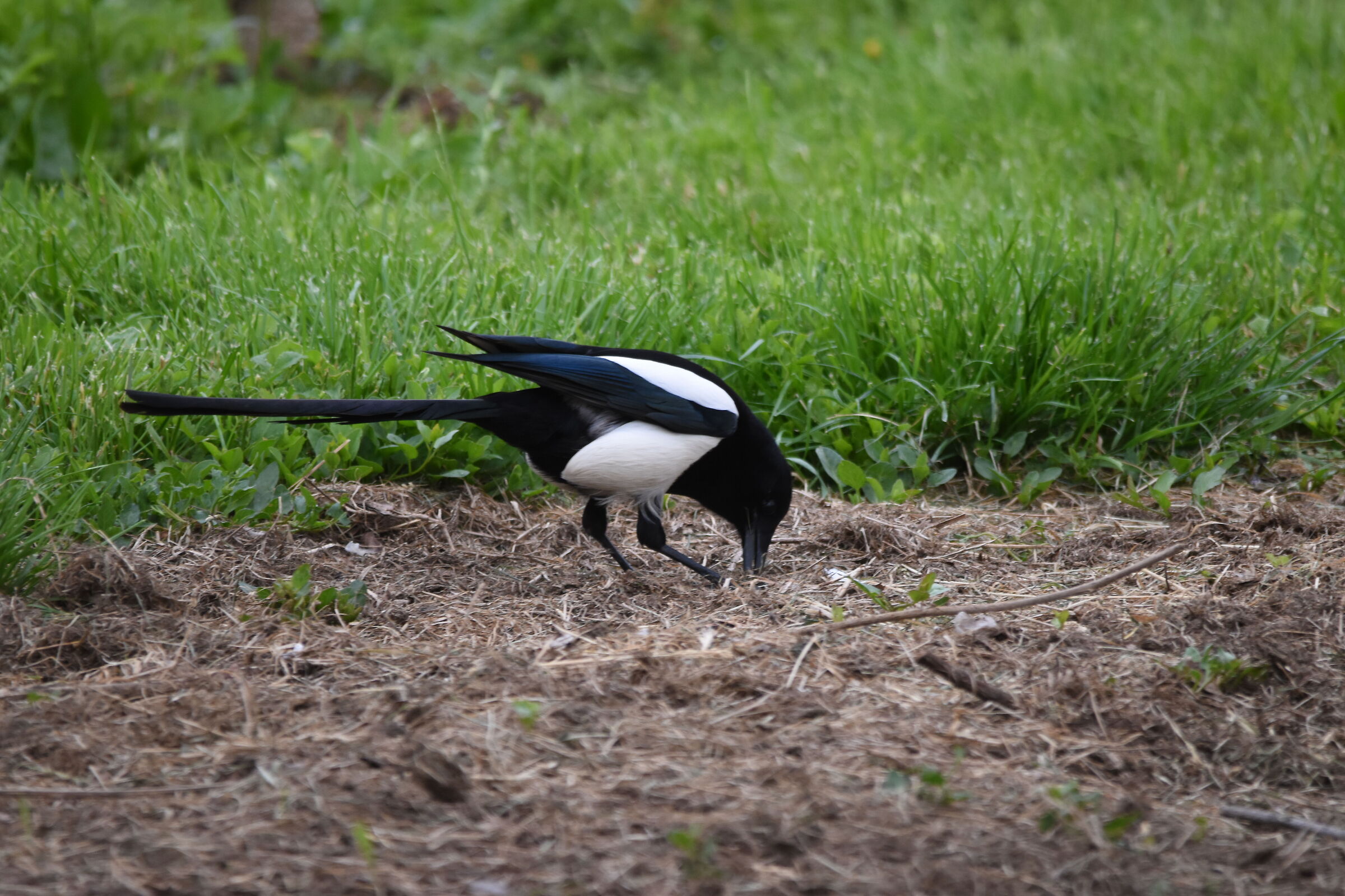 magpie