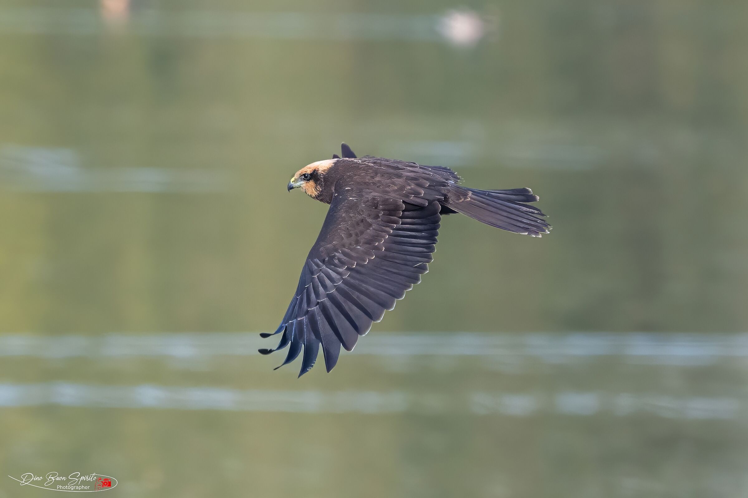 Marsh Harrier