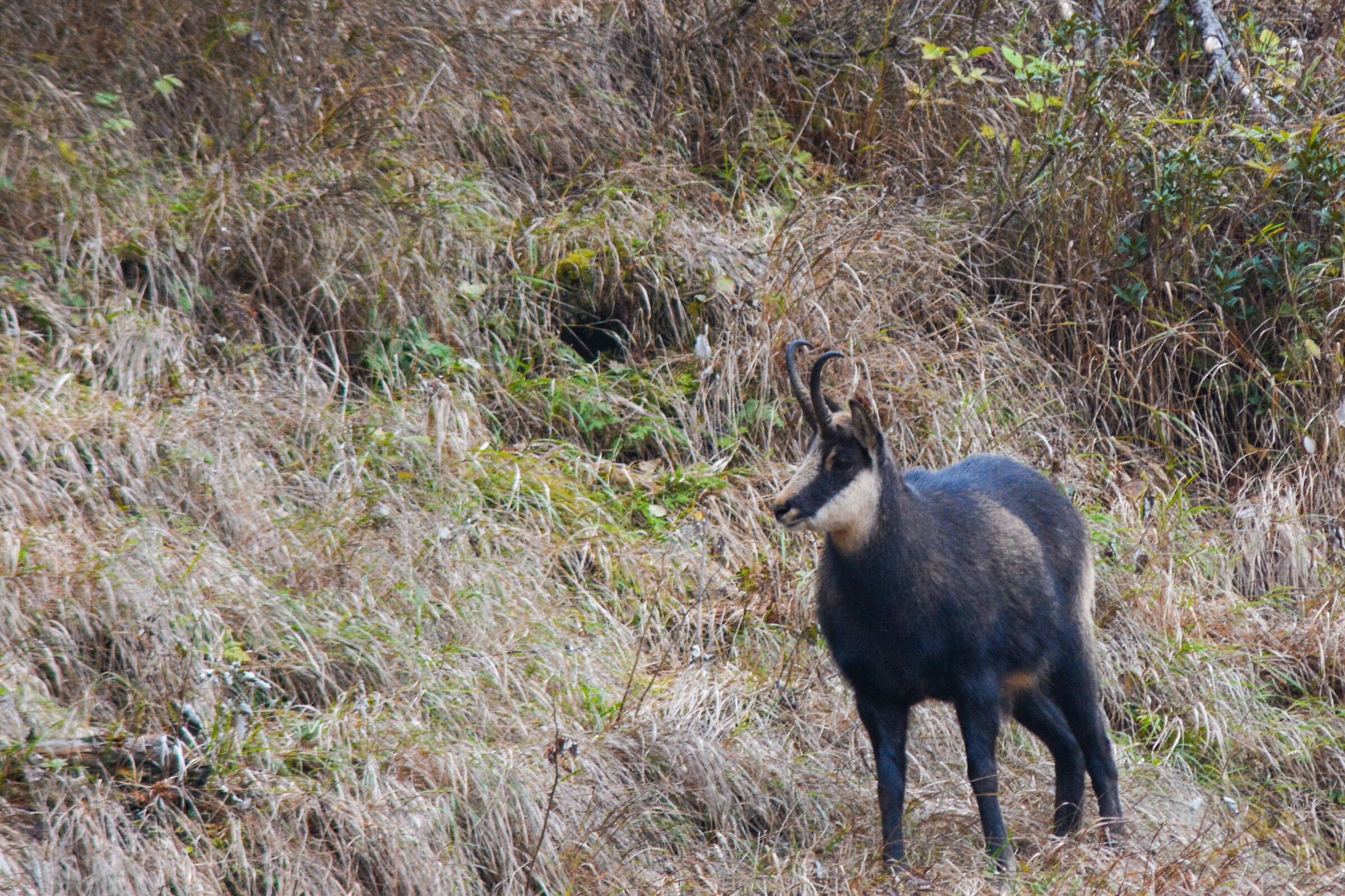 Chamois