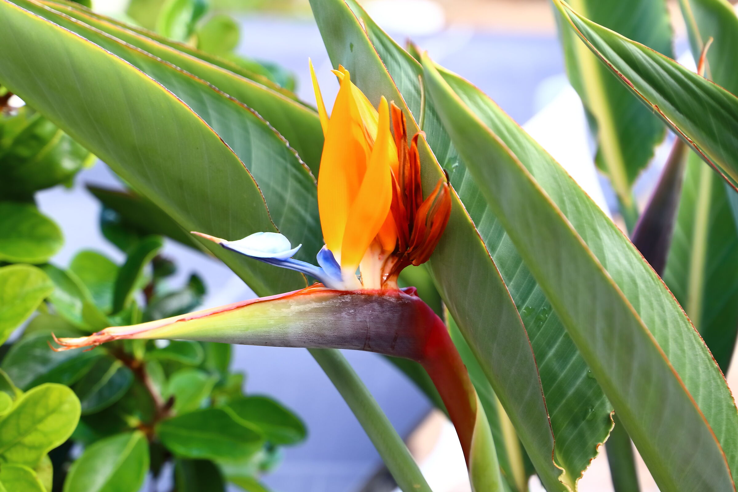 Cresta G 02 ottobre 2025 - 0062